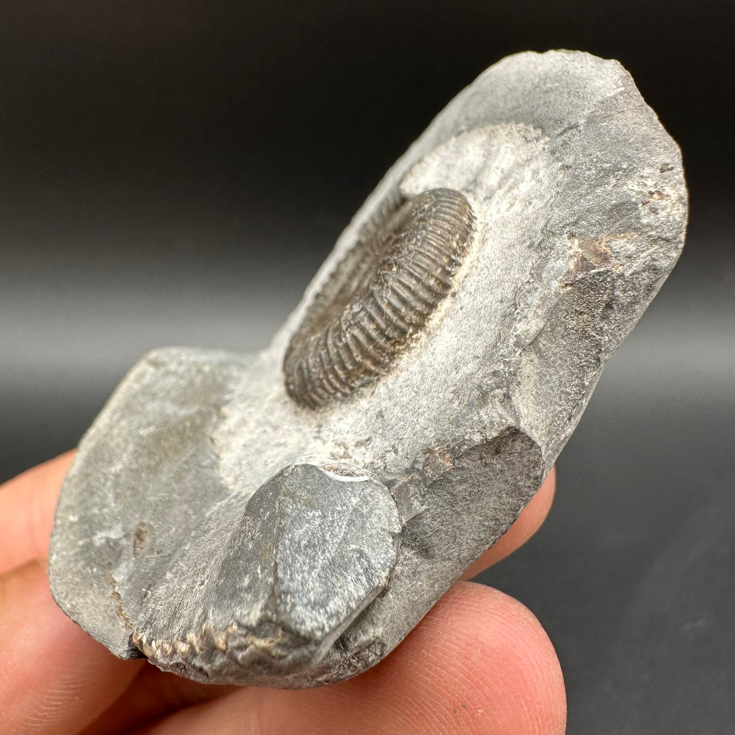Dactylioceras Ammonite Fossil With Box And Stand - Whitby, North Yorkshire Jurassic Coast Yorkshire Fossils