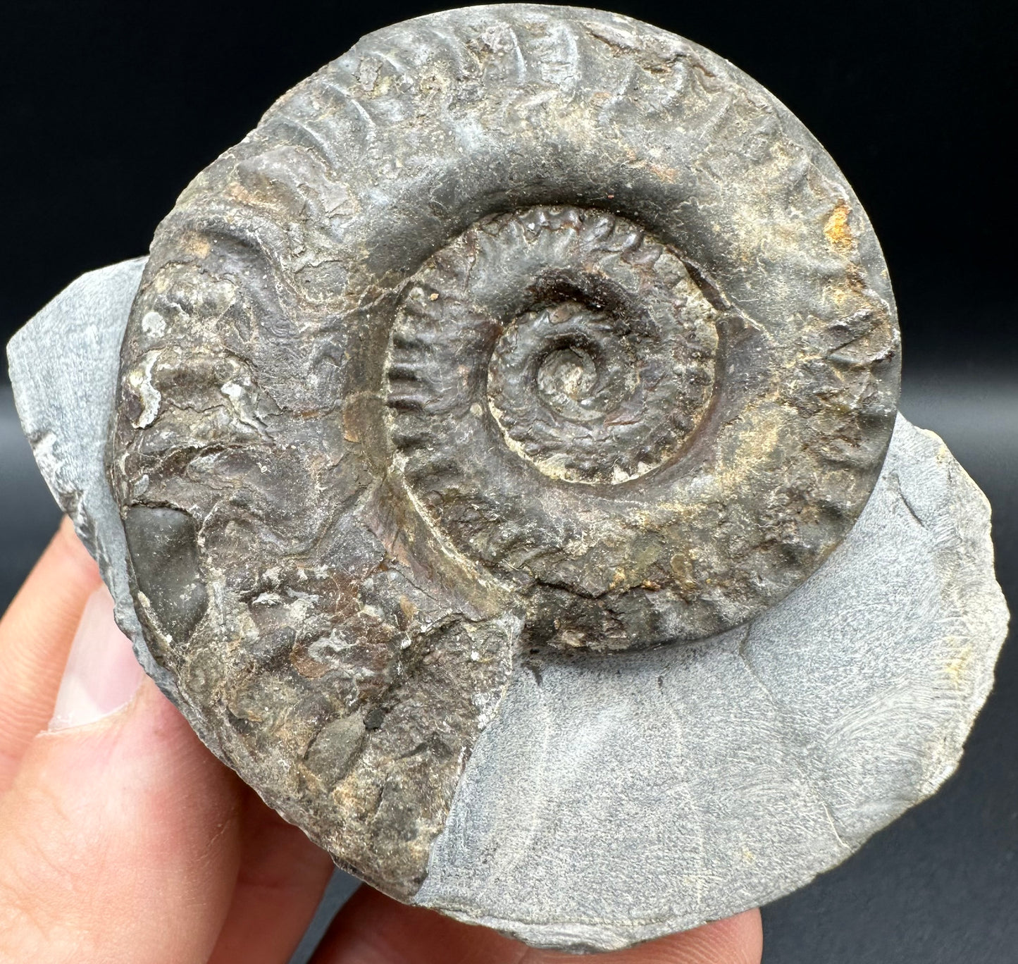 Hildoceras lusitanicum Ammonite fossil with box and stand - Whitby, North Yorkshire, Jurassic Coast, Yorkshire Fossils from the Jurassic Coast