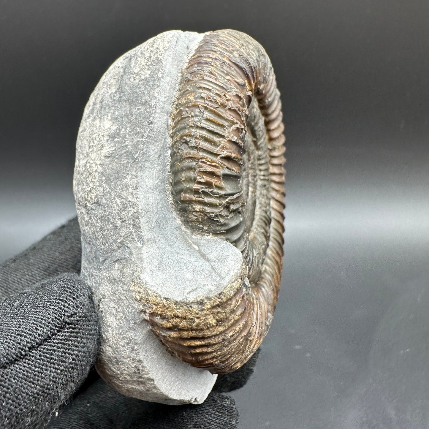 Dactylioceras Ammonite Fossil With Box And Stand - Whitby, North Yorkshire Jurassic Coast Yorkshire Fossils