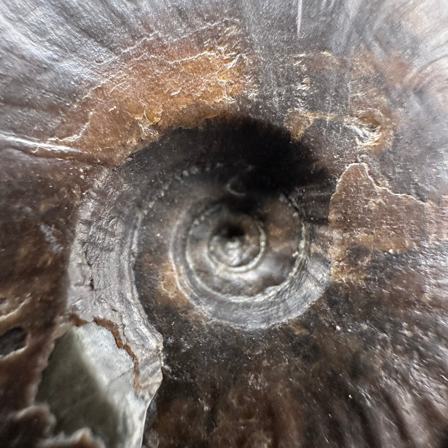 Eleganticeras Elegantulum ammonite with box and stand - Whitby, North Yorkshire Jurassic Coast, Yorkshire Fossils