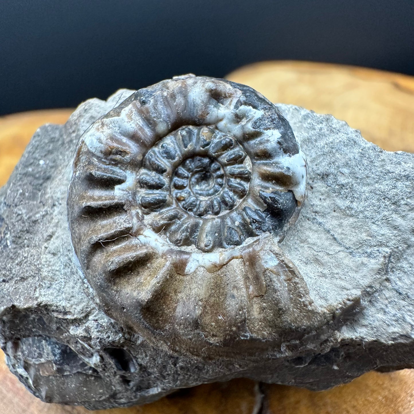 Amaltheus subnodosus Ammonite fossil with stand - Whitby, North Yorkshire Jurassic Coast Yorkshire Fossils