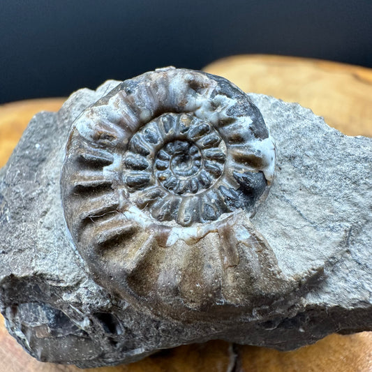 Amaltheus subnodosus Ammonite fossil with stand - Whitby, North Yorkshire Jurassic Coast Yorkshire Fossils