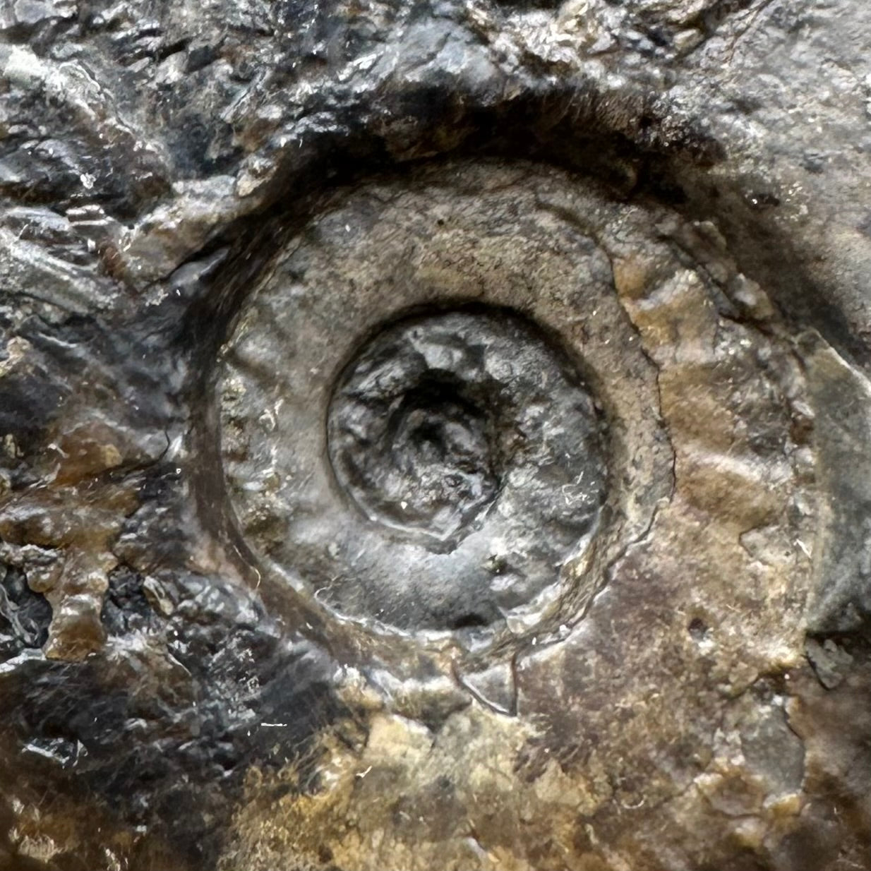 Cleviceras sp. ammonite shell fossil with stand - Whitby, North Yorkshire Jurassic Coast Yorkshire Fossils