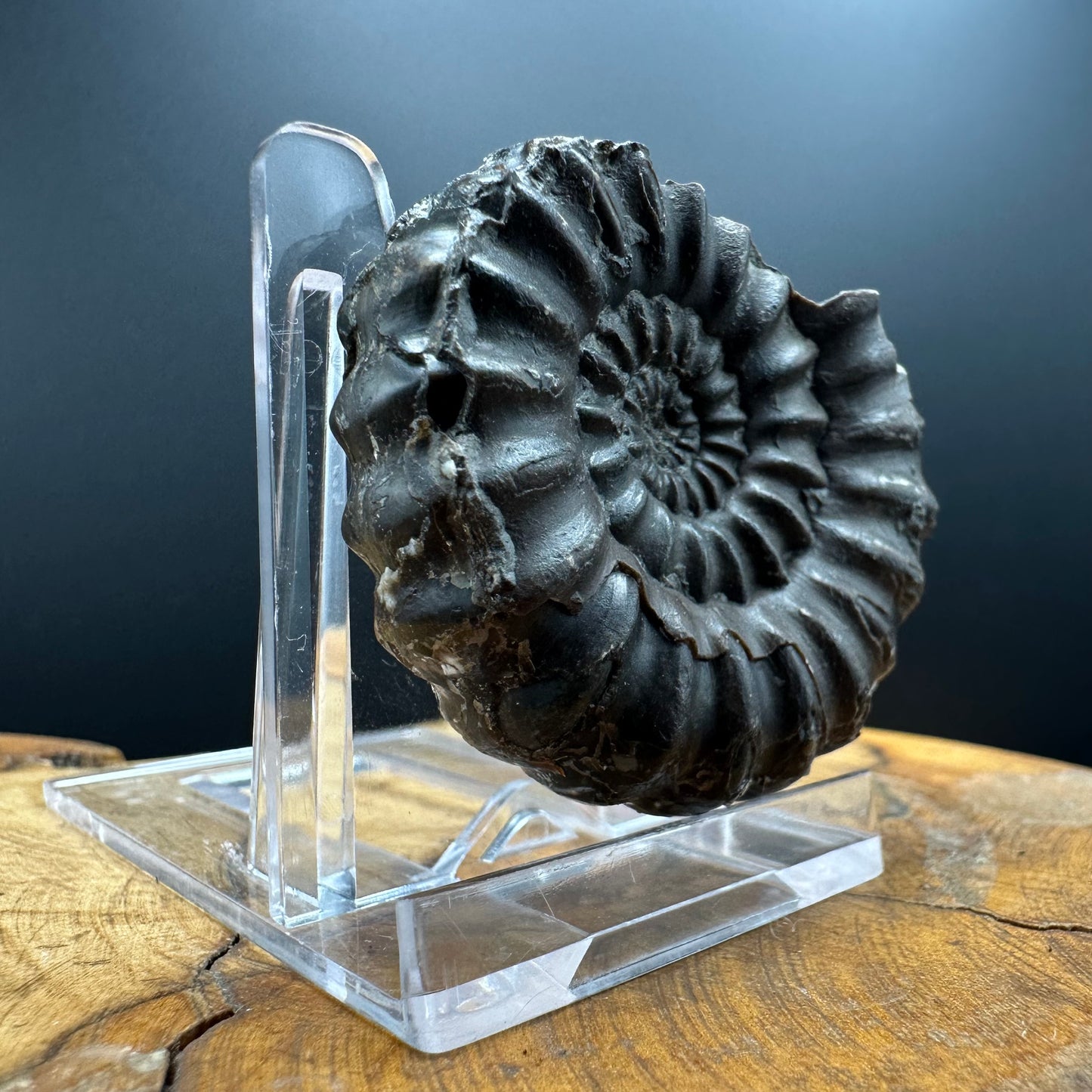 Androgynoceras maculatum ammonite fossil with box and stand - Whitby, North Yorkshire Jurassic Coast Yorkshire Fossils