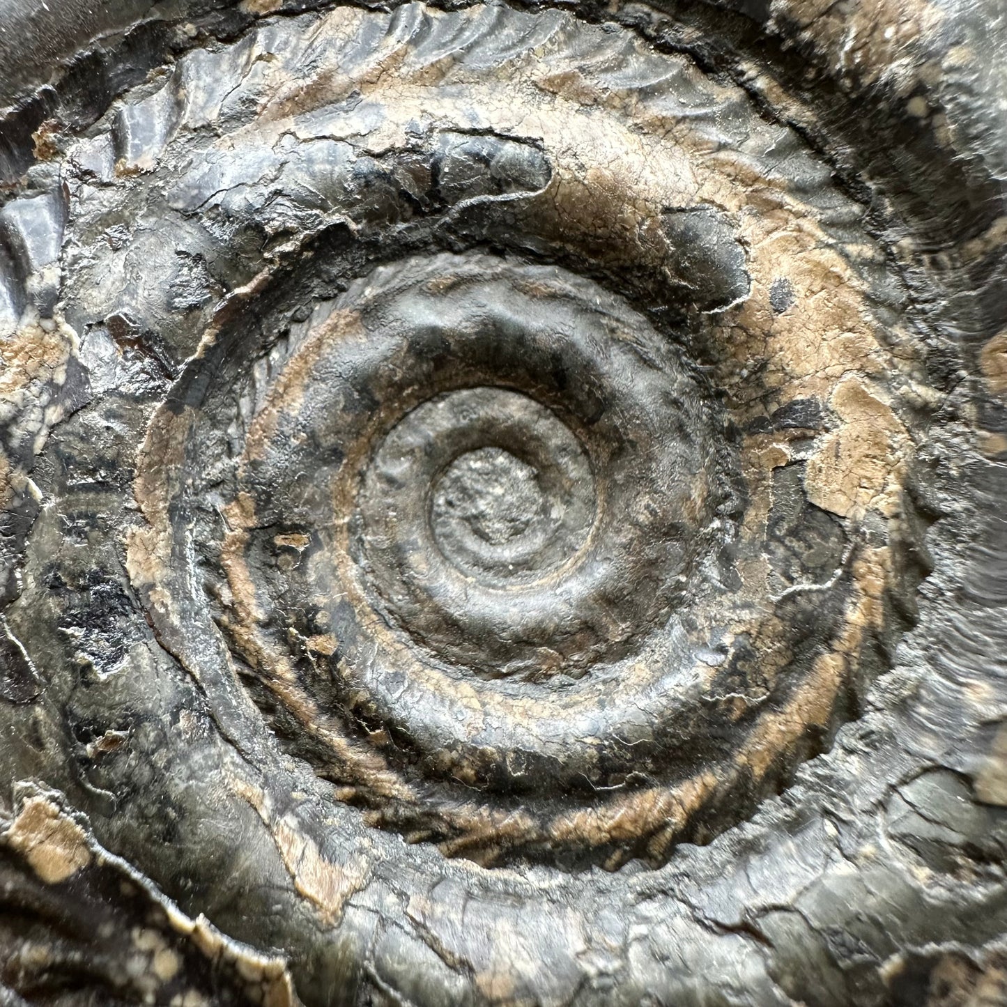 Hildoceras Bifrons Ammonite fossil with stand - Whitby, North Yorkshire Jurassic Coast, Yorkshire Fossils from the Jurassic Coast