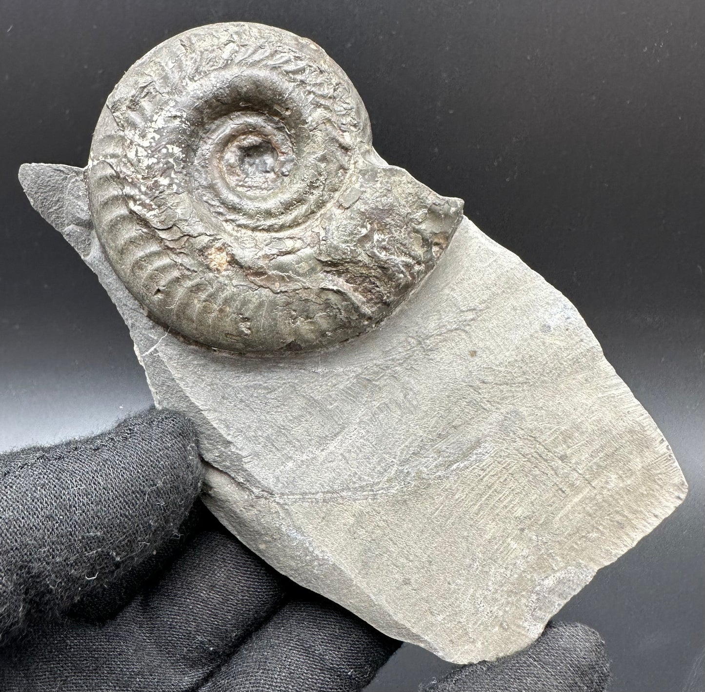 Hildoceras semipolitum Ammonite fossil with box and stand - Whitby, North Yorkshire Jurassic Coast, Yorkshire Fossils from the Jurassic Coast
