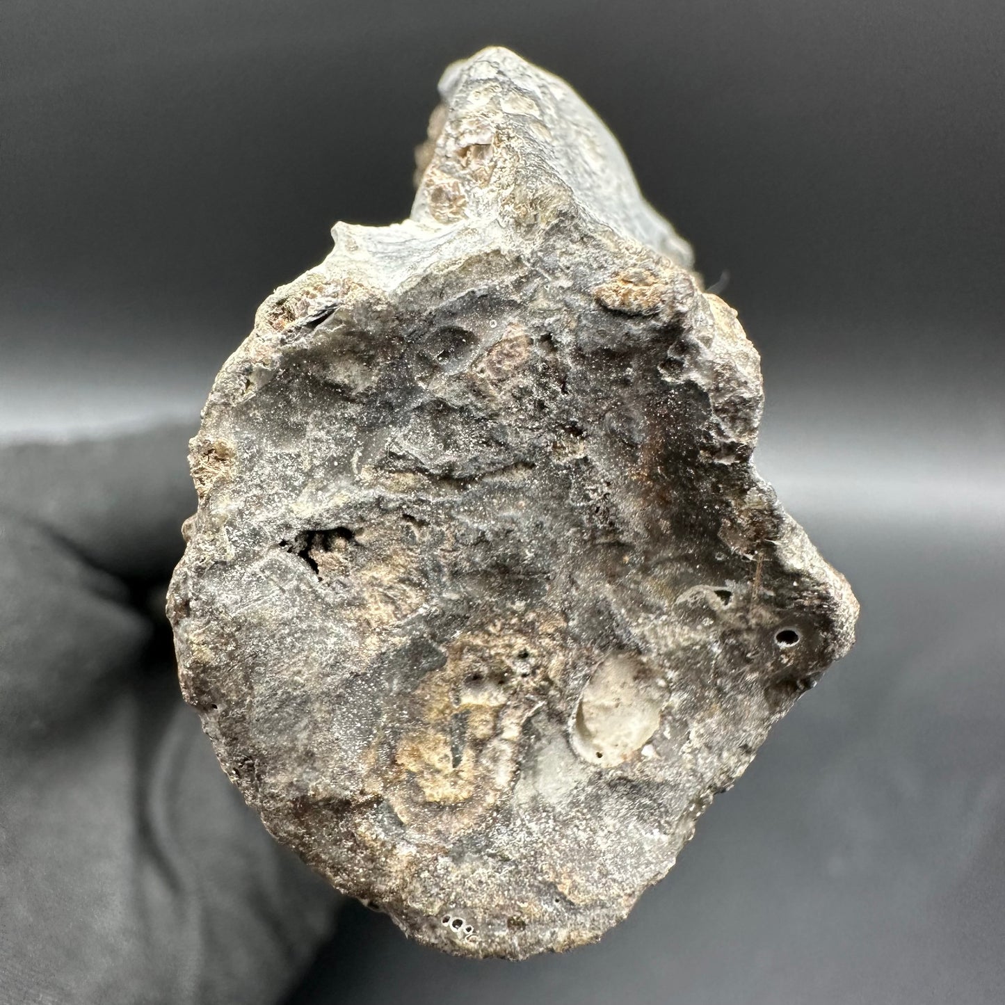 Ichthyosaur Partial Jaw fossil - Whitby, North Yorkshire Jurassic Coast, Yorkshire fossils