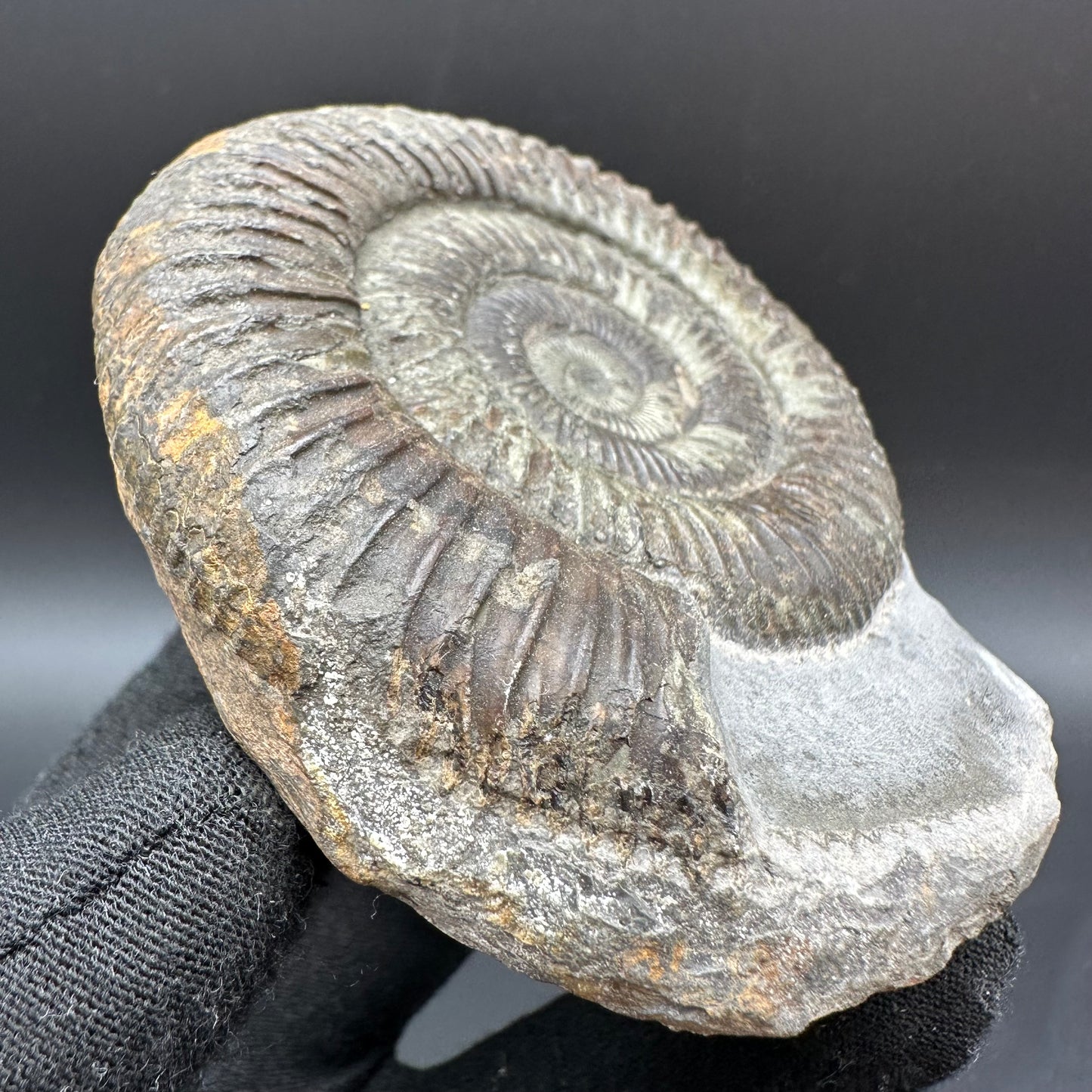 Dactylioceras Ammonite Fossil With Box And Stand - Whitby, North Yorkshire Jurassic Coast Yorkshire Fossils