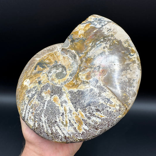 Cleoniceras Ammonite Fossil With Stand - Cretaceous Ammonite Madagascar