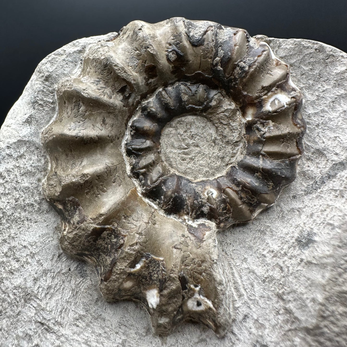 Androgynoceras maculatum ammonite fossil with box and stand - Whitby, North Yorkshire Jurassic Coast Yorkshire Fossils
