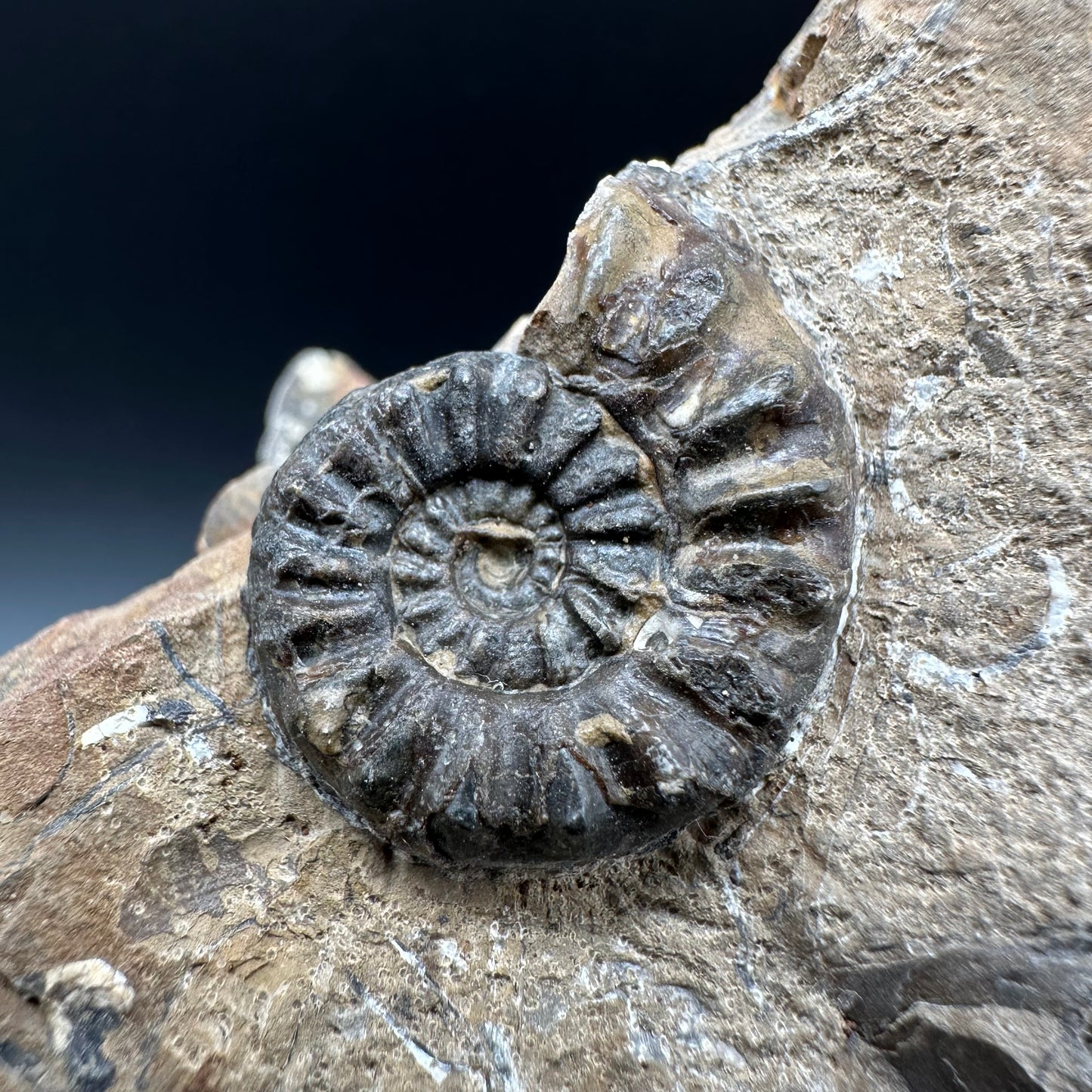 Amaltheus subnodosus Ammonite fossil with box and stand - Whitby, North Yorkshire Jurassic Coast Yorkshire Fossils