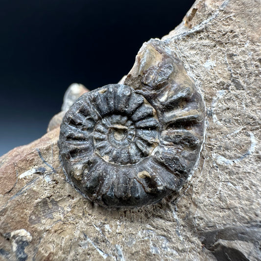 Amaltheus subnodosus Ammonite fossil with box and stand - Whitby, North Yorkshire Jurassic Coast Yorkshire Fossils