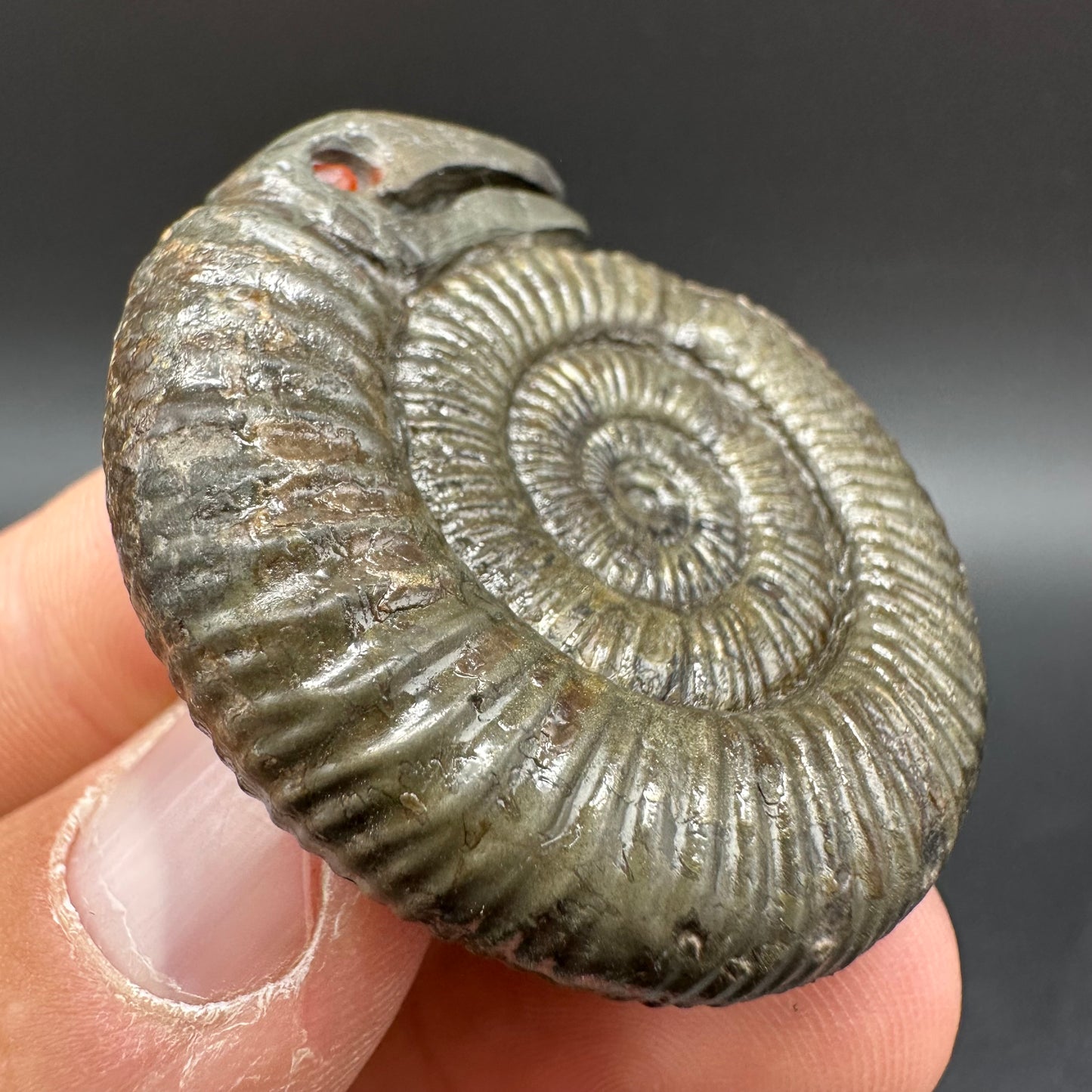 Snakestone Ammonite Fossil With Bag/Box And Stand - Whitby, North Yorkshire Jurassic Coast Yorkshire Fossils
