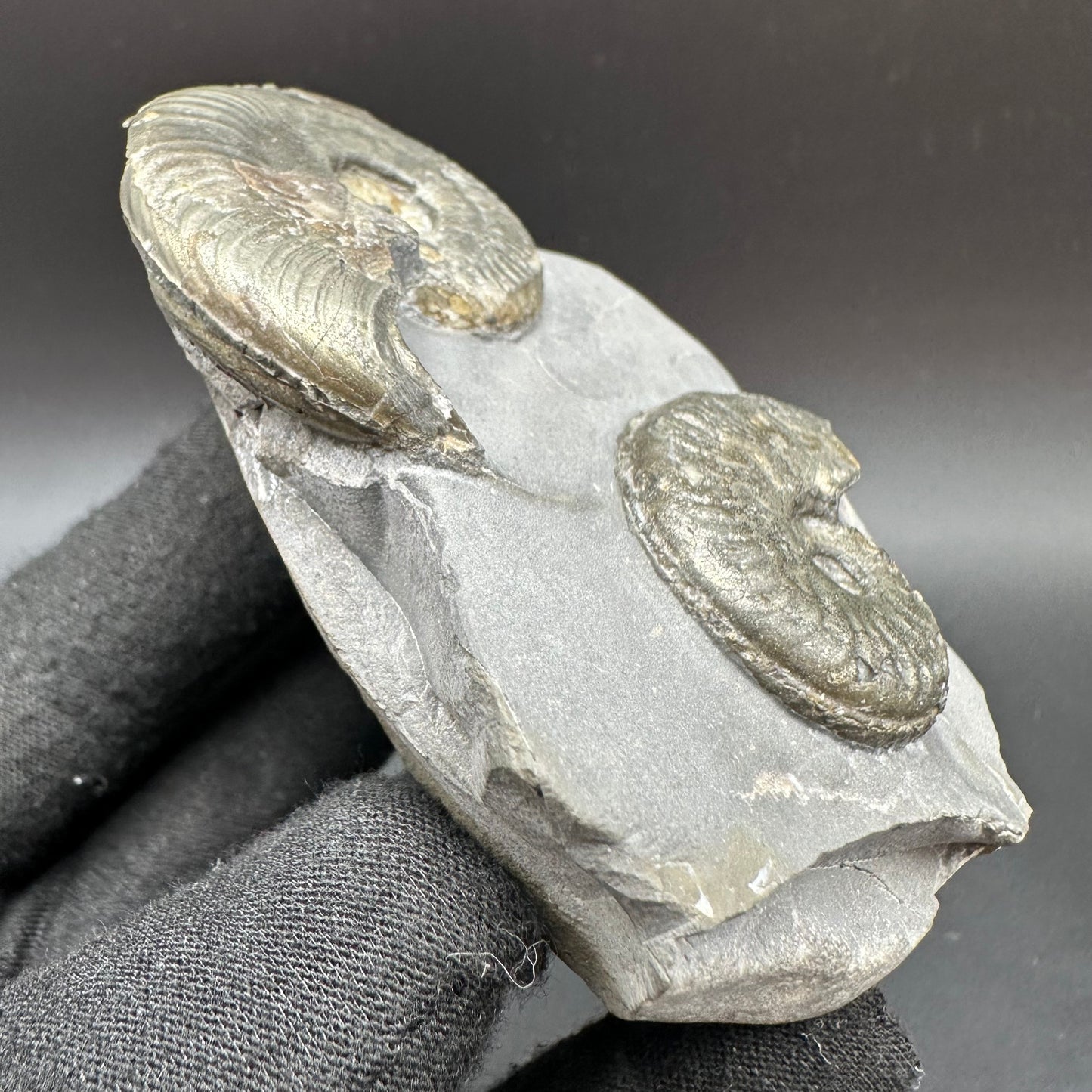 Golden Harpoceras Sp. Ammonite fossil with box and stand - Whitby, North Yorkshire Jurassic Coast Yorkshire Fossils