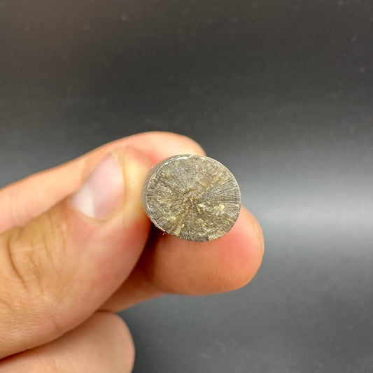 Belemnite (Fossil Squid) shell fossil - Whitby, North Yorkshire Jurassic Coast Yorkshire Fossils