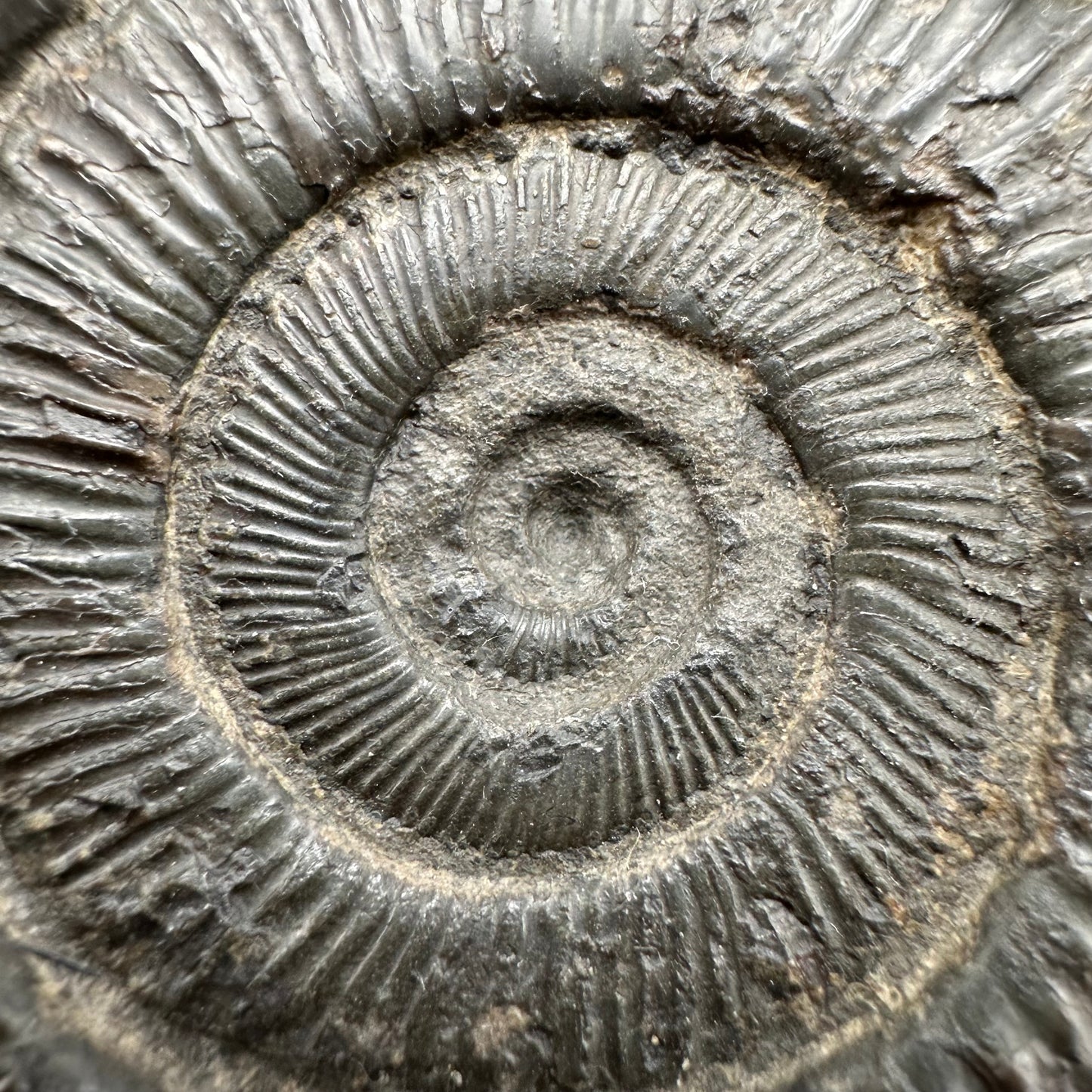 Peronoceras turriculatum Ammonite fossil with box and stand - Whitby, North Yorkshire Jurassic Coast, Yorkshire fossils