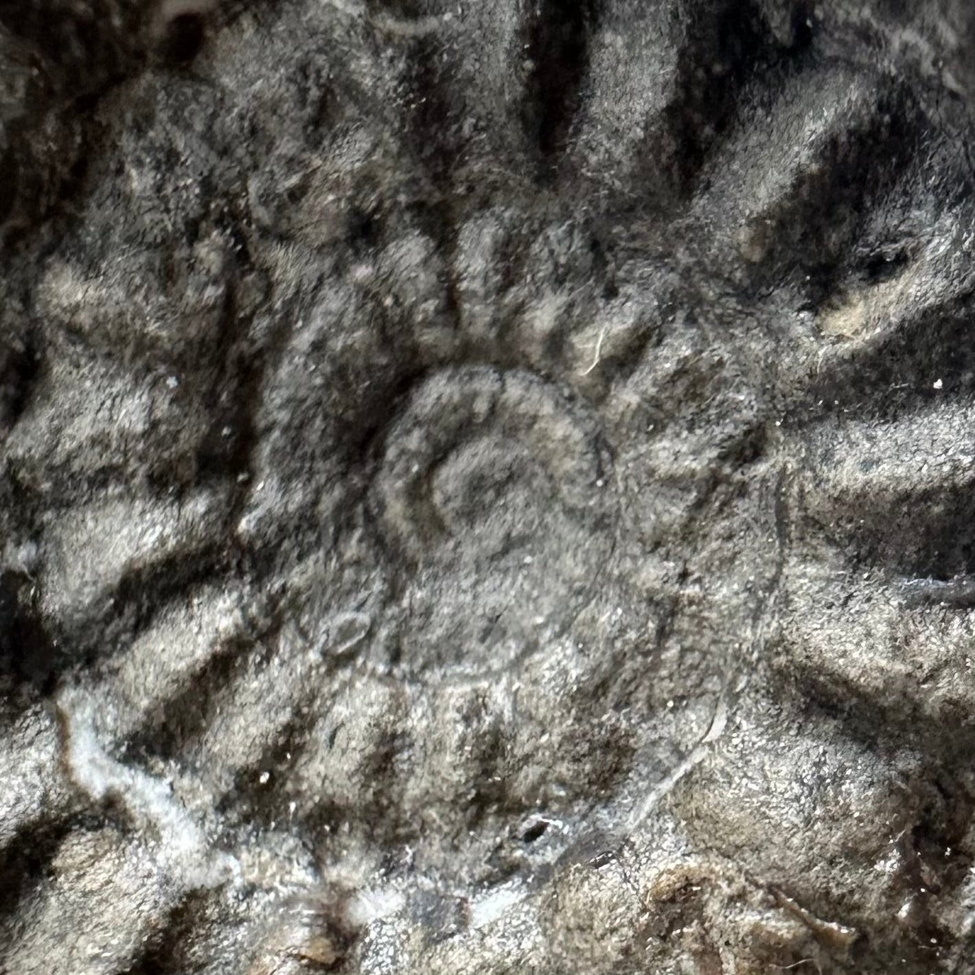 Androgynoceras maculatum ammonite fossil with box and stand - Whitby, North Yorkshire Jurassic Coast Yorkshire Fossils