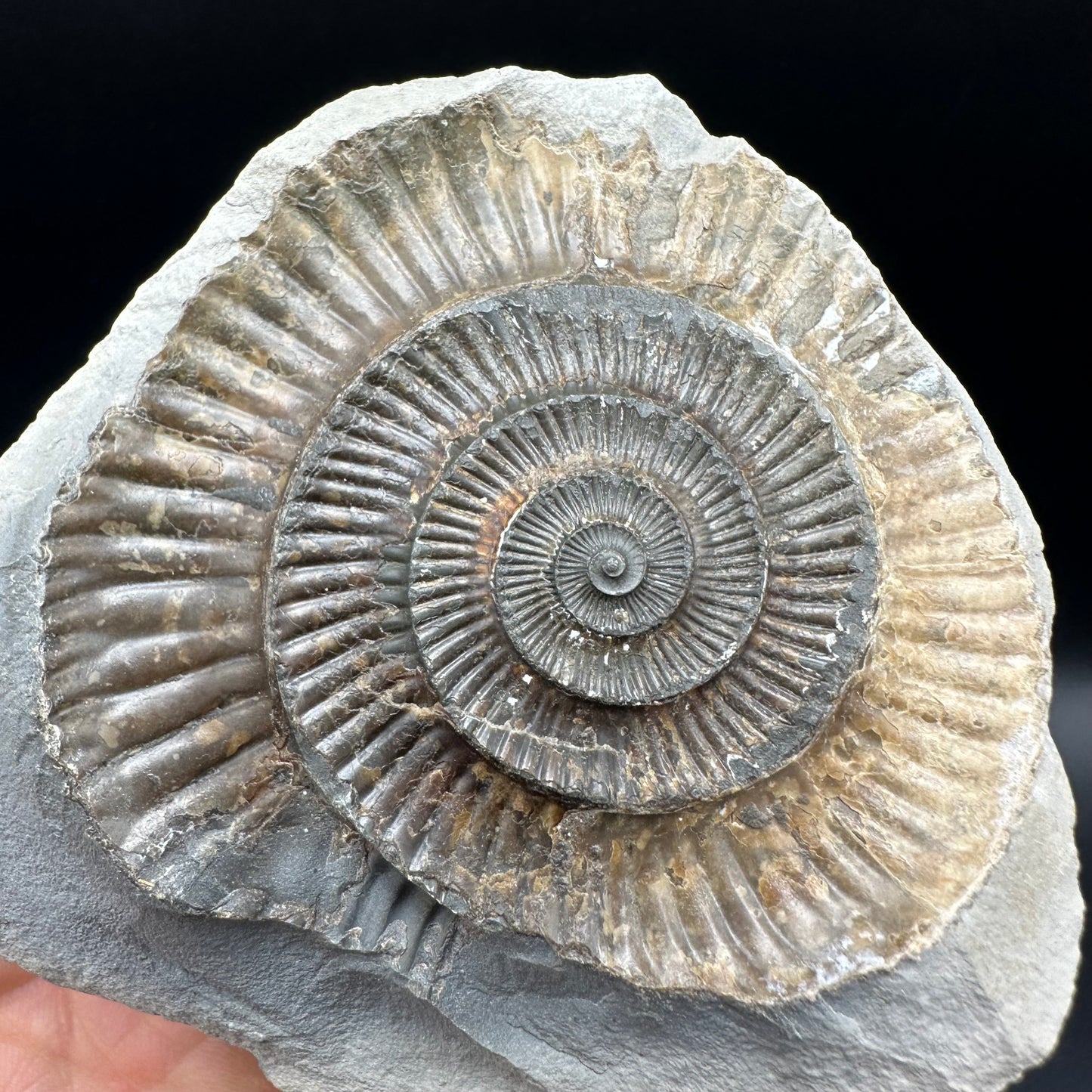 Dactylioceras Ammonite nodule (split pair) Fossil With Stand - Whitby, North Yorkshire Jurassic Coast Yorkshire Fossils