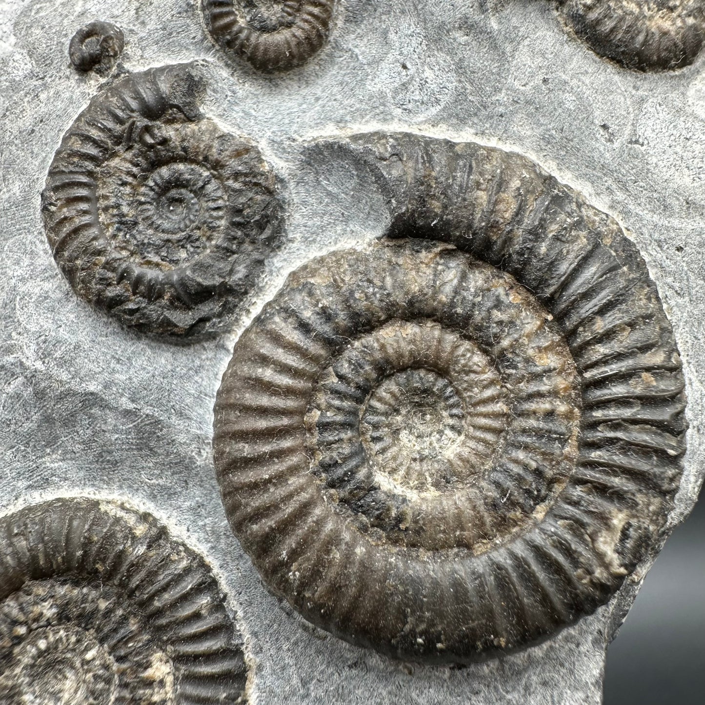 Gracile Multi-block Ammonite Fossil With Box And Stand - Whitby, North Yorkshire Jurassic Coast Yorkshire Fossils