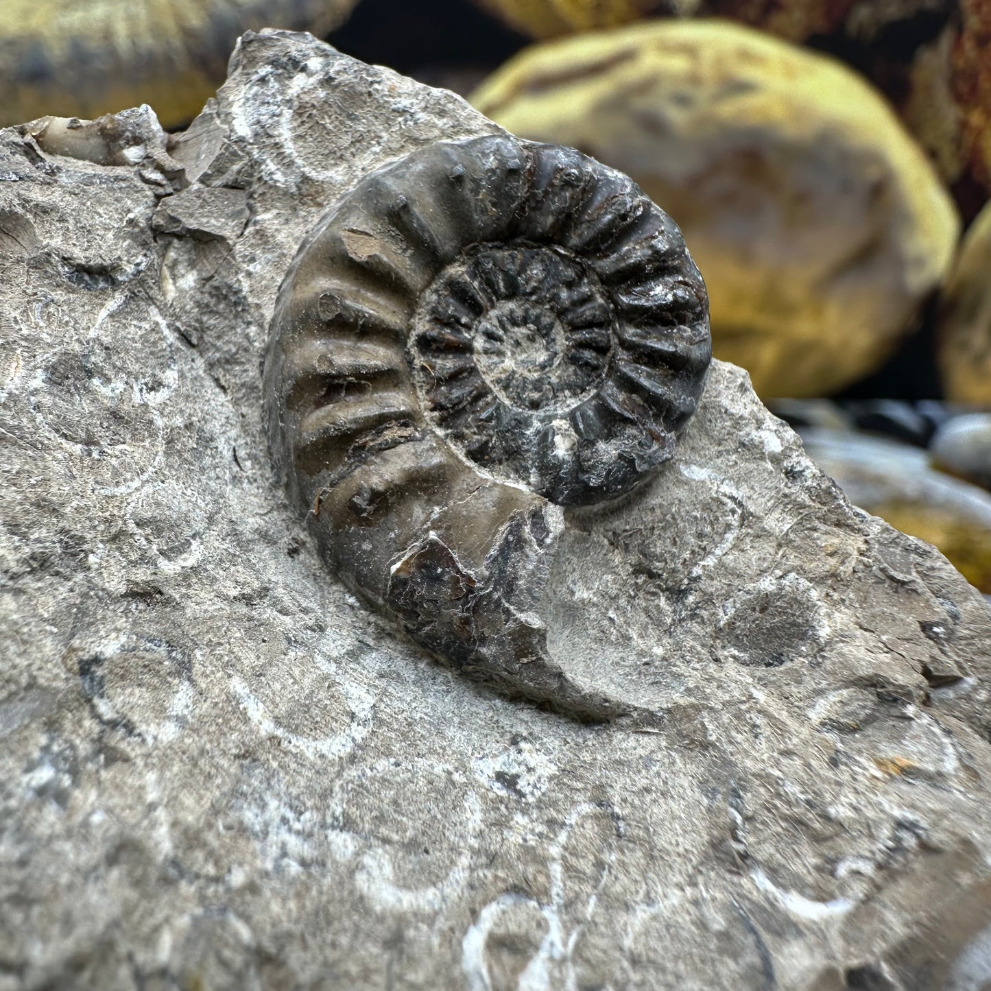 Amaltheus subnodosus ammonite fossil - Whitby, North Yorkshire Jurassic Coast, Yorkshire Fossils