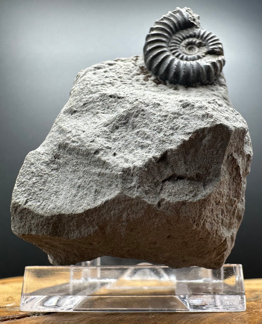 Promicroceras Ammonite shell fossil with box and stand - Whitby, North Yorkshire Jurassic Coast Yorkshire Fossils