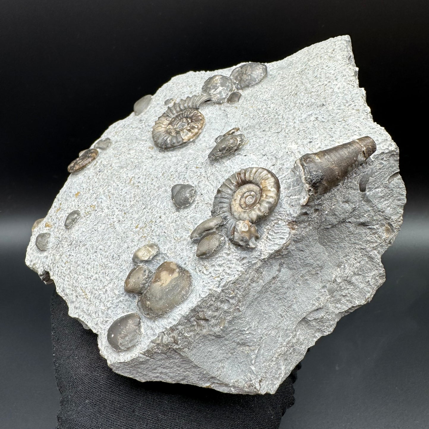 Arnioceras ammonite shell fossil with stand - Whitby, North Yorkshire Jurassic Coast Yorkshire Fossils