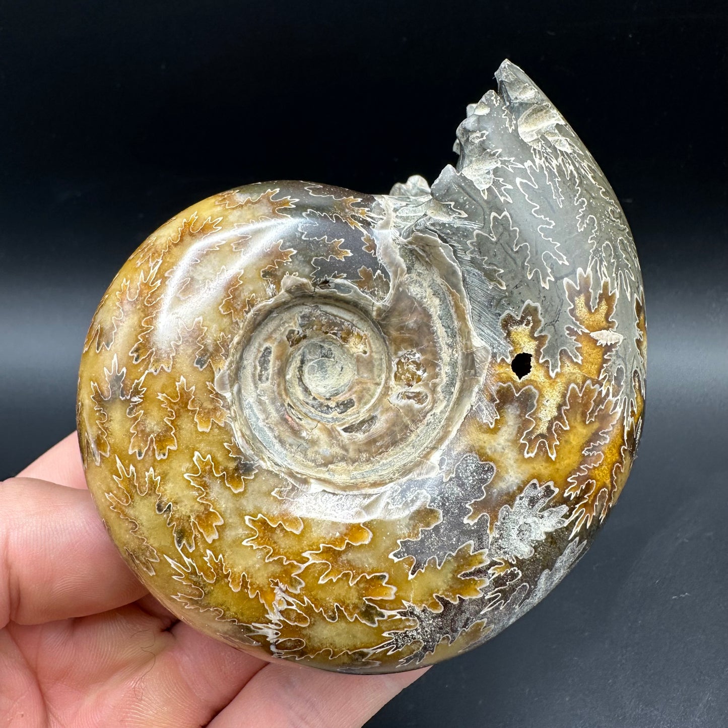 Puzosia Ammonite Fossil With Box And Stand - Cretaceous Ammonite Madagascar