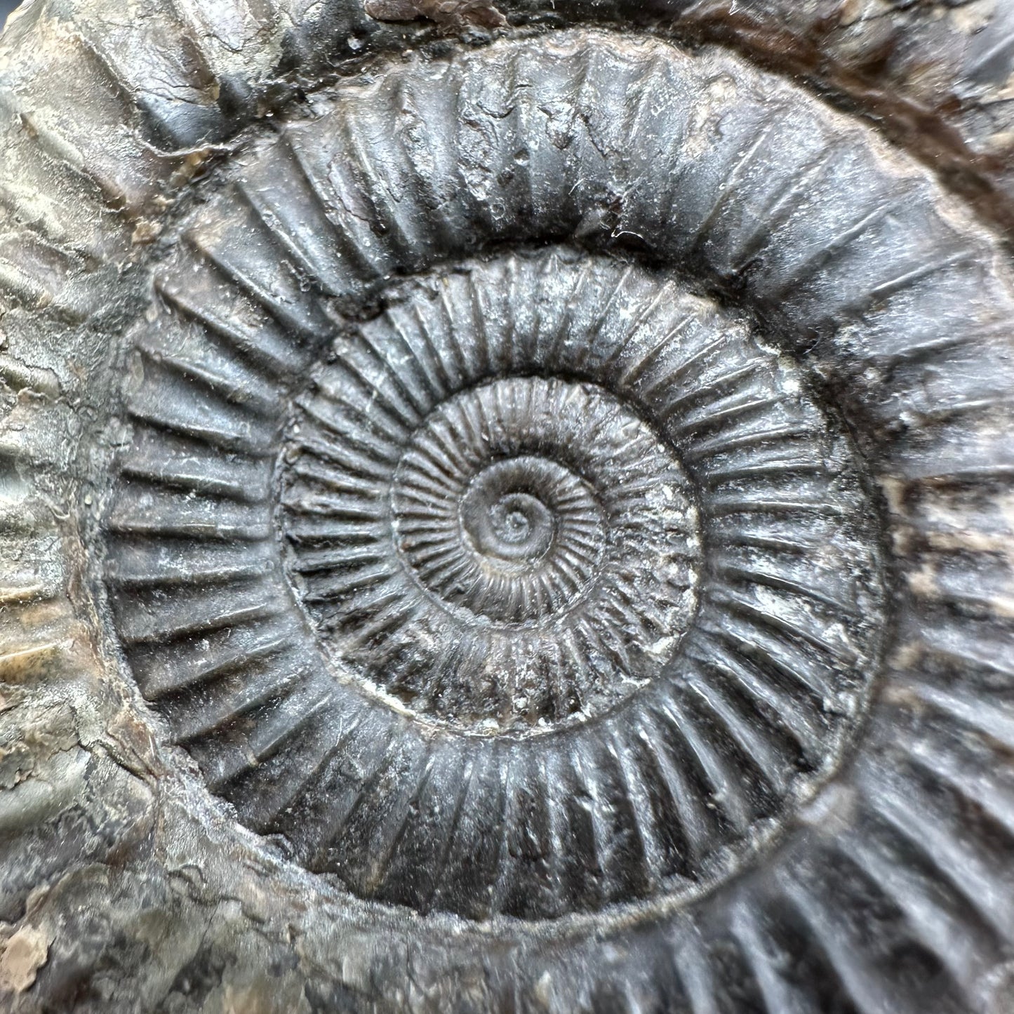 Dactylioceras Multi ammonite fossil with box and stand - Whitby, North Yorkshire Jurassic Coast, Yorkshire Fossils