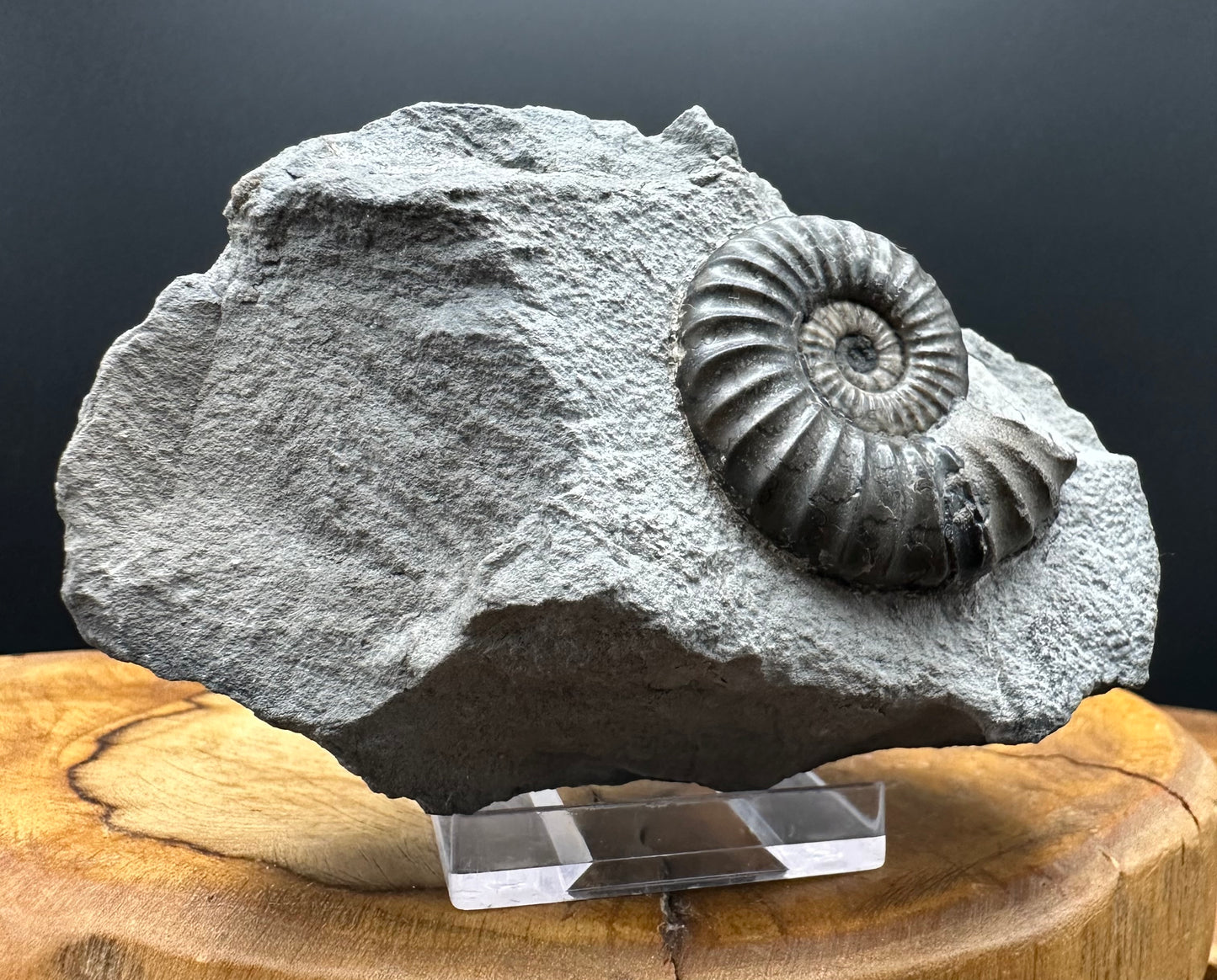 Aegasteroceras sagittarium ammonite fossil with box and stand - Whitby, North Yorkshire Jurassic Coast Yorkshire Fossils