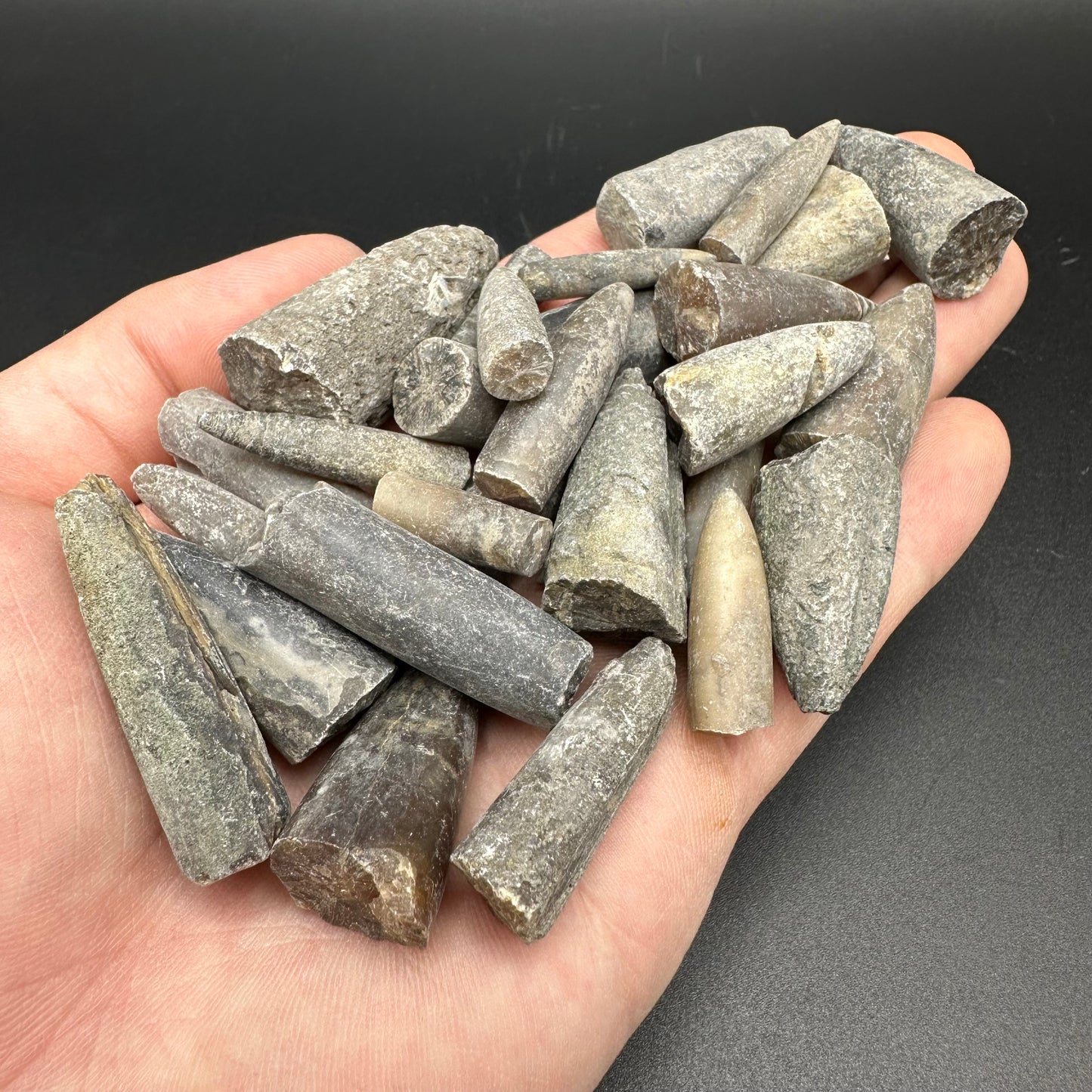 Junior Jurassic Jumble - Yorkshire Fossils Mystery Variety Fossil Bag - Whitby, North Yorkshire Jurassic Coast
