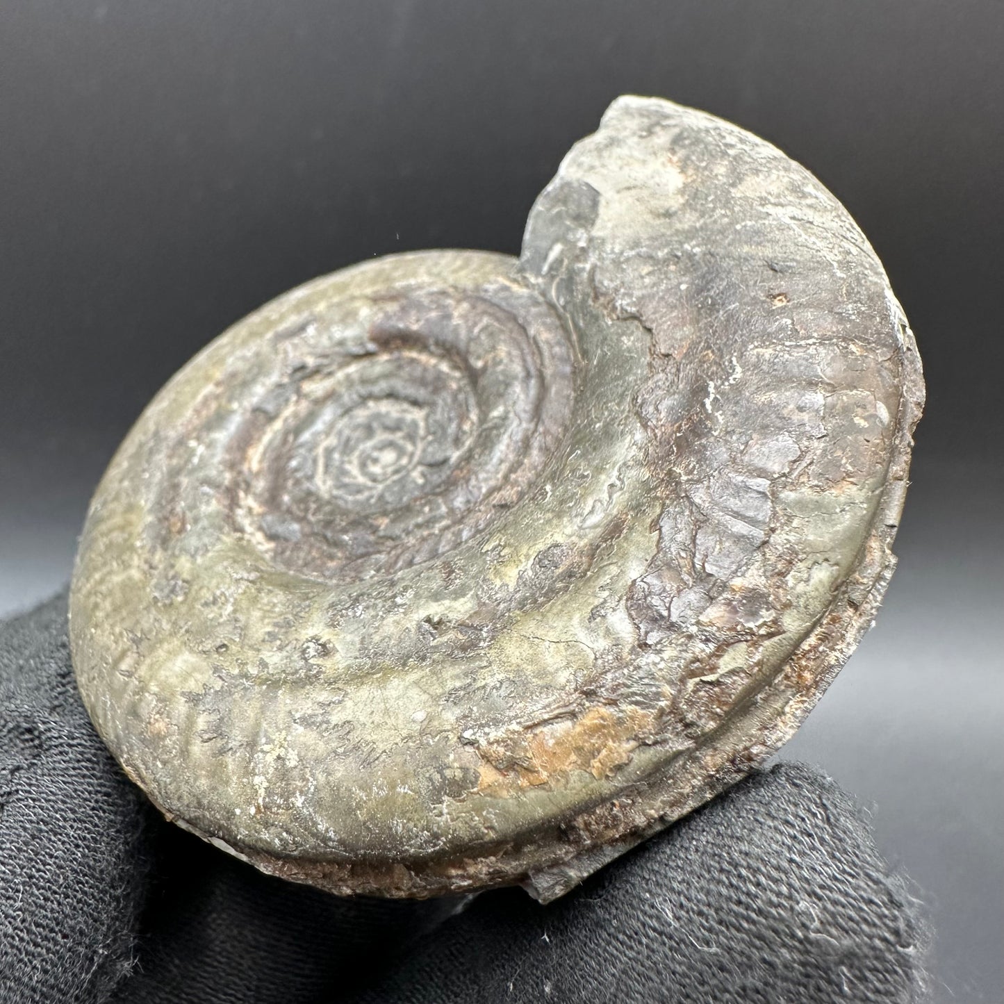 Hildoceras semipolitum Ammonite fossil with box and stand - Whitby, North Yorkshire Jurassic Coast, Yorkshire Fossils from the Jurassic Coast