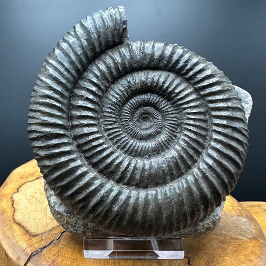 Dactylioceras Ammonite Fossil With box and Stand - Whitby, North Yorkshire Jurassic Coast Yorkshire Fossils