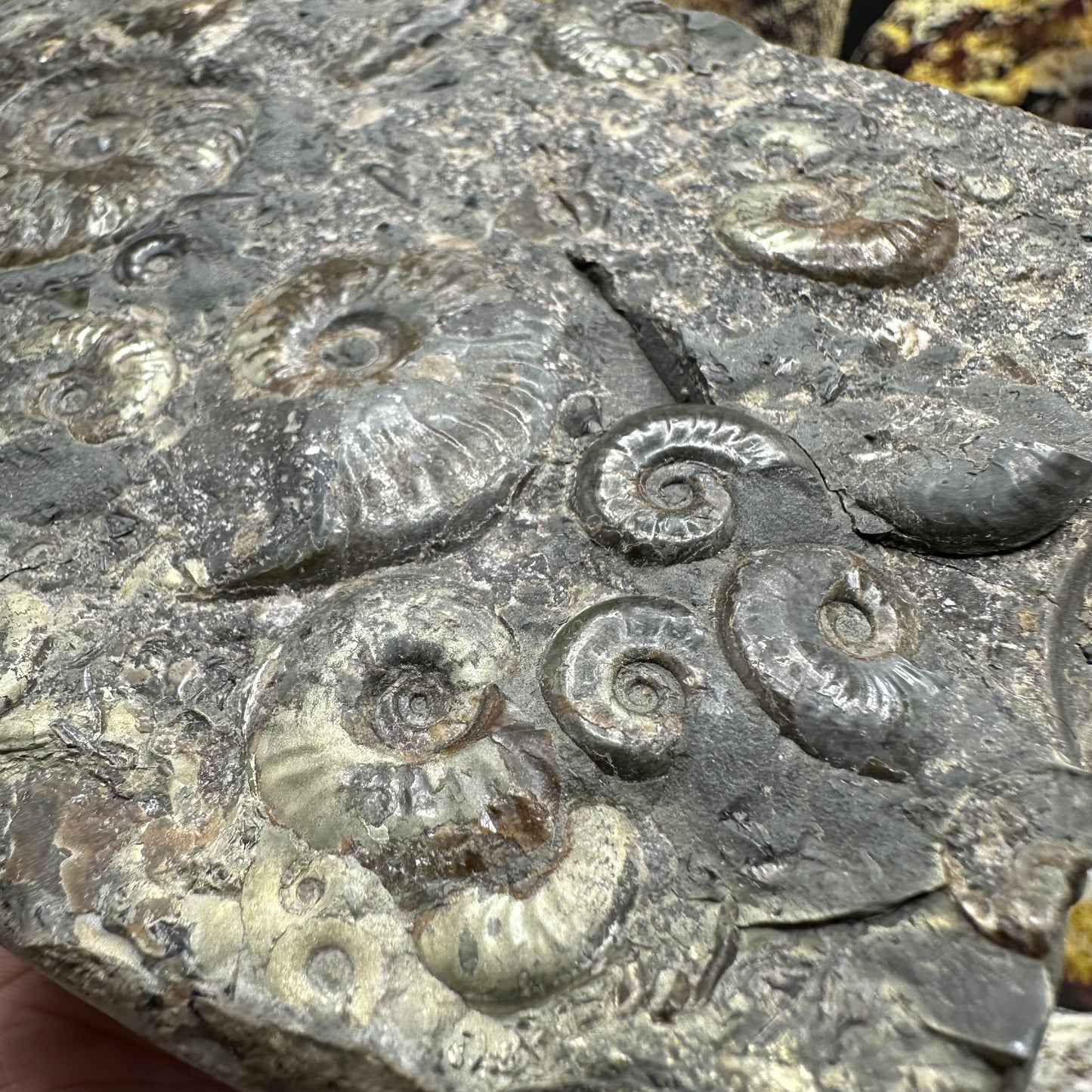 Eleganticeras Elegantulum ammonite fossil - Whitby, North Yorkshire Jurassic Coast Yorkshire Fossils