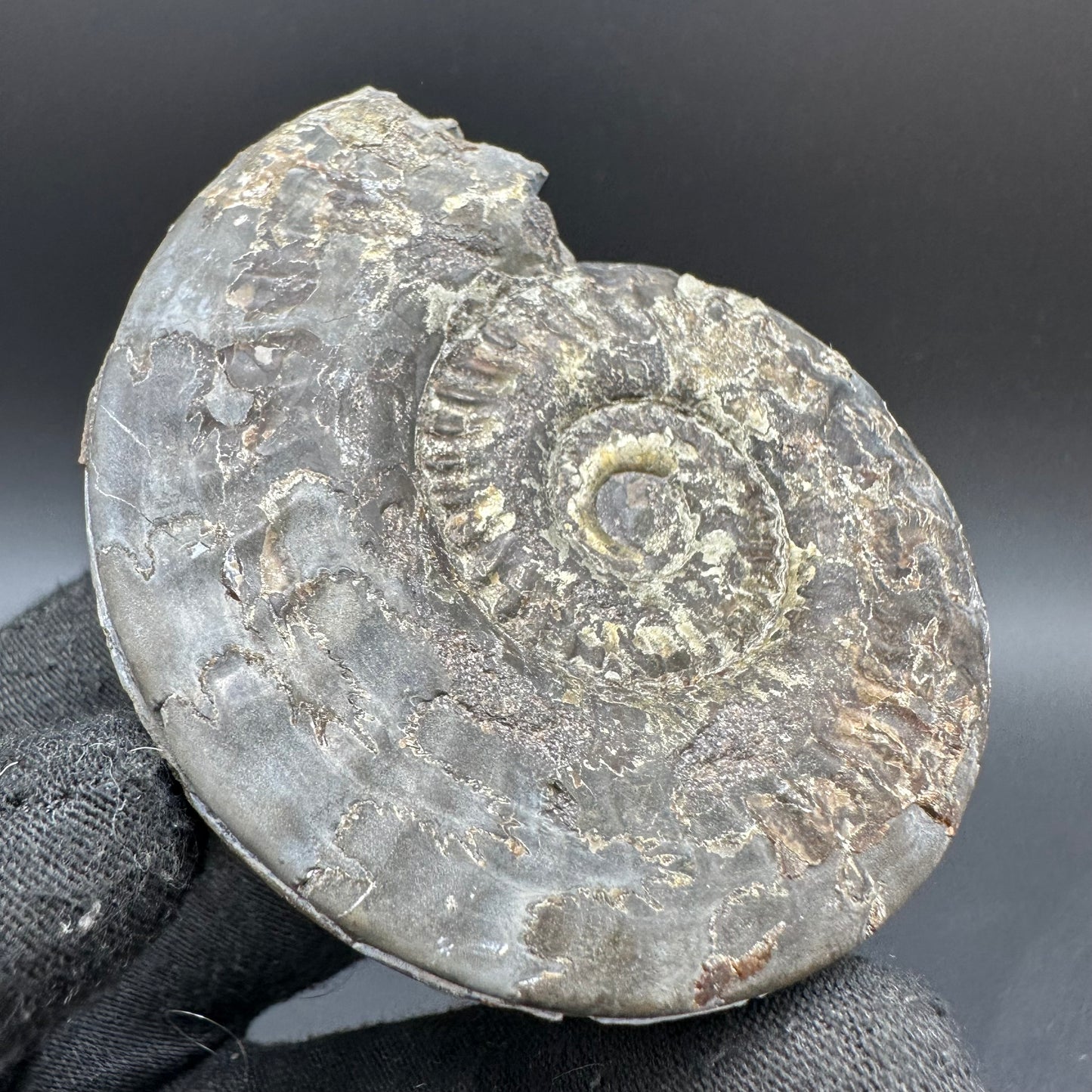 Golden Hildoceras lusitanicum Ammonite fossil with box and stand - Whitby, North Yorkshire, Jurassic Coast, Yorkshire Fossils from the Jurassic Coast