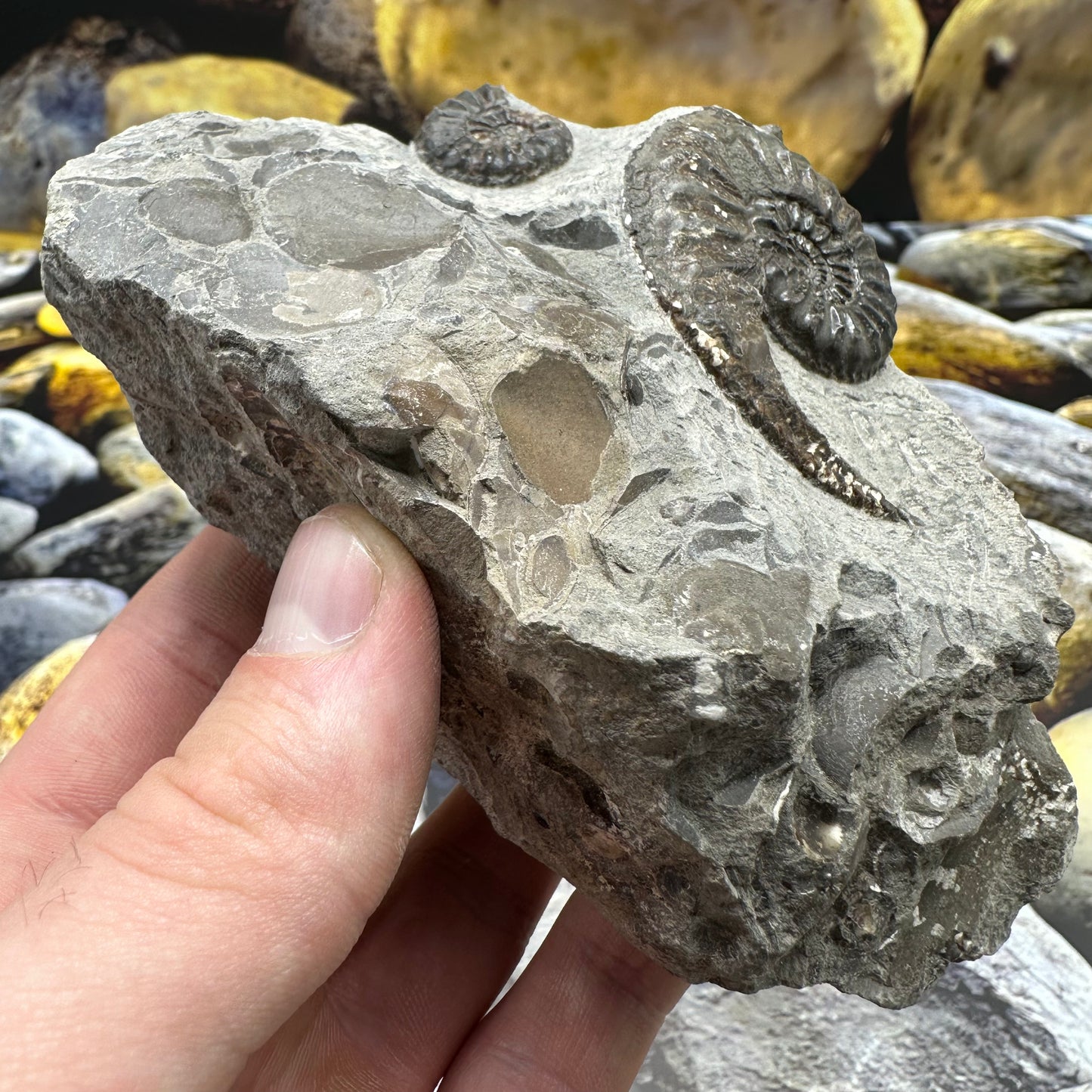 Amaltheus subnodosus ammonite fossil - Whitby, North Yorkshire Jurassic Coast, Yorkshire Fossils