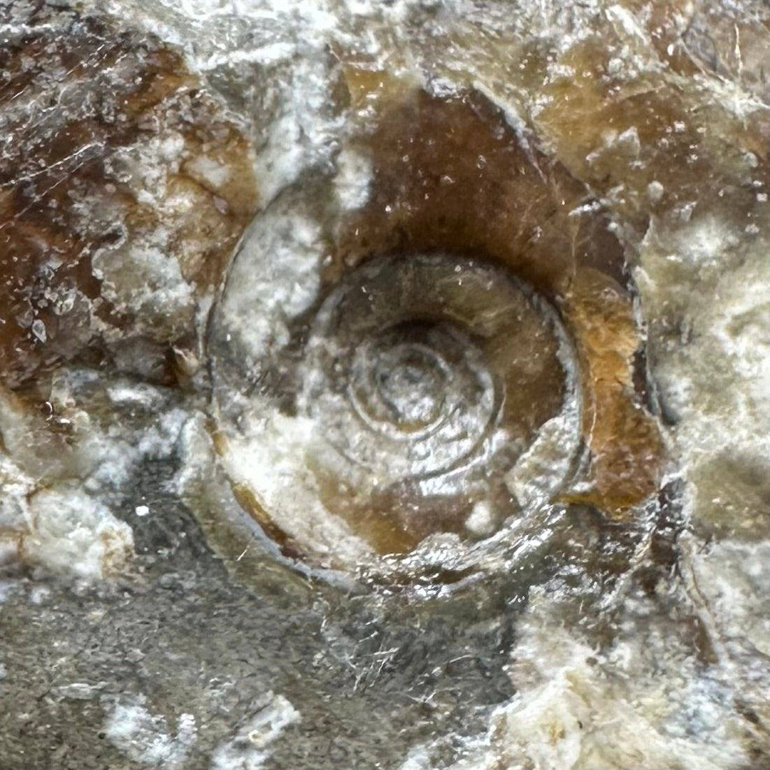 Amaltheus striatus ammonite fossil with box and stand - Whitby, North Yorkshire Jurassic Coast Yorkshire Fossils