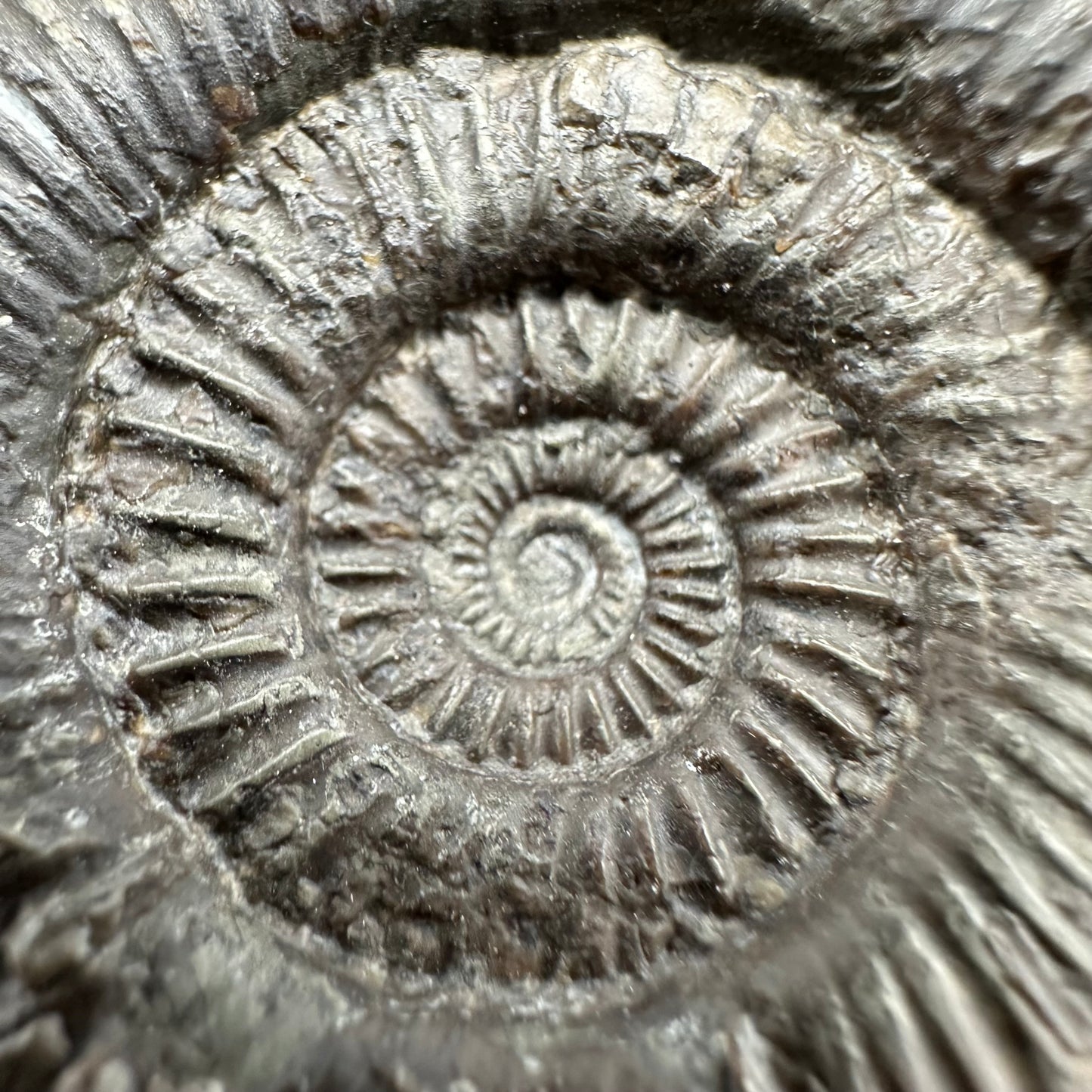 Dactylioceras semicelatum Ammonite fossil with box and stand - Whitby, North Yorkshire Jurassic Coast Yorkshire Fossils