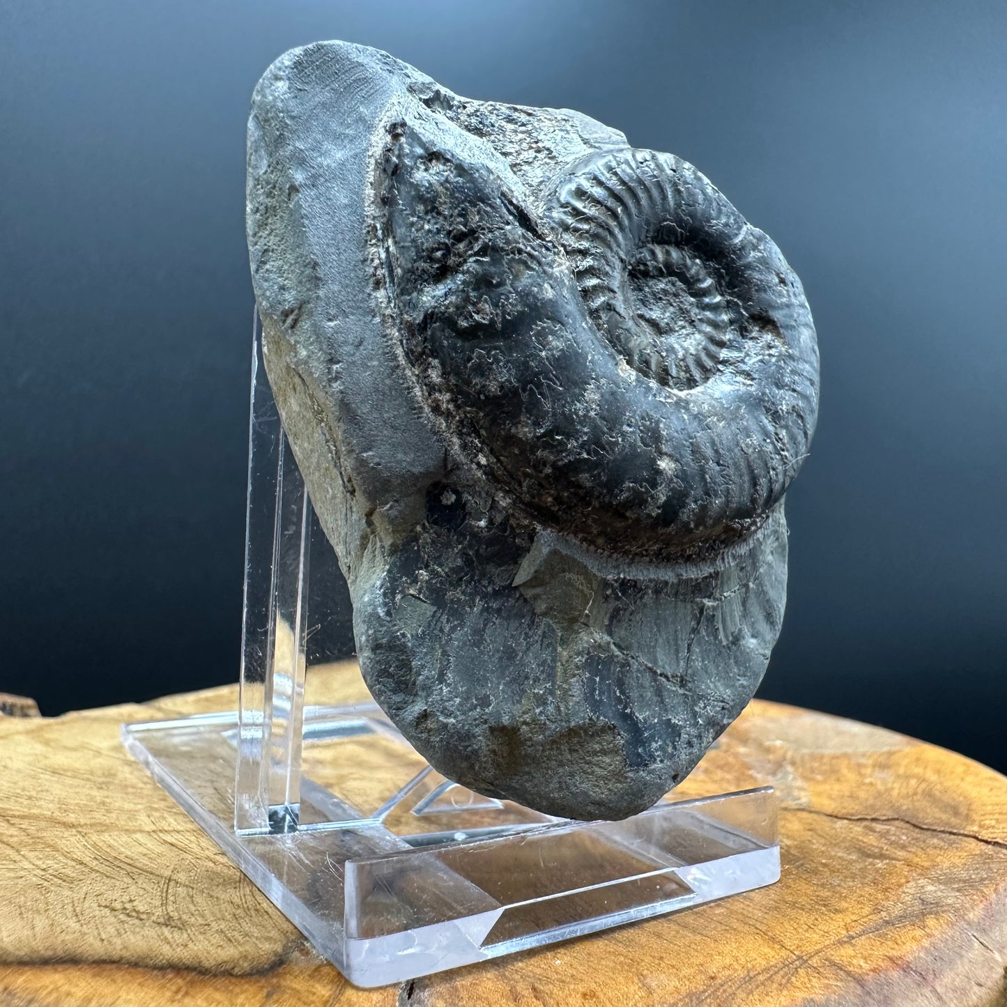 Grammoceras thoaurense Ammonite shell fossil with box and stand - Whitby, North Yorkshire, Yorkshire Fossils from the Jurassic Coast