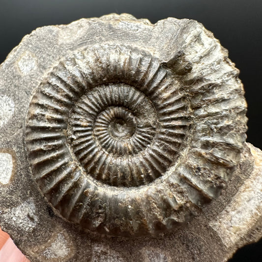 Dactylioceras Ammonite Fossil Gift Set - Whitby, North Yorkshire Jurassic Coast Yorkshire Fossils