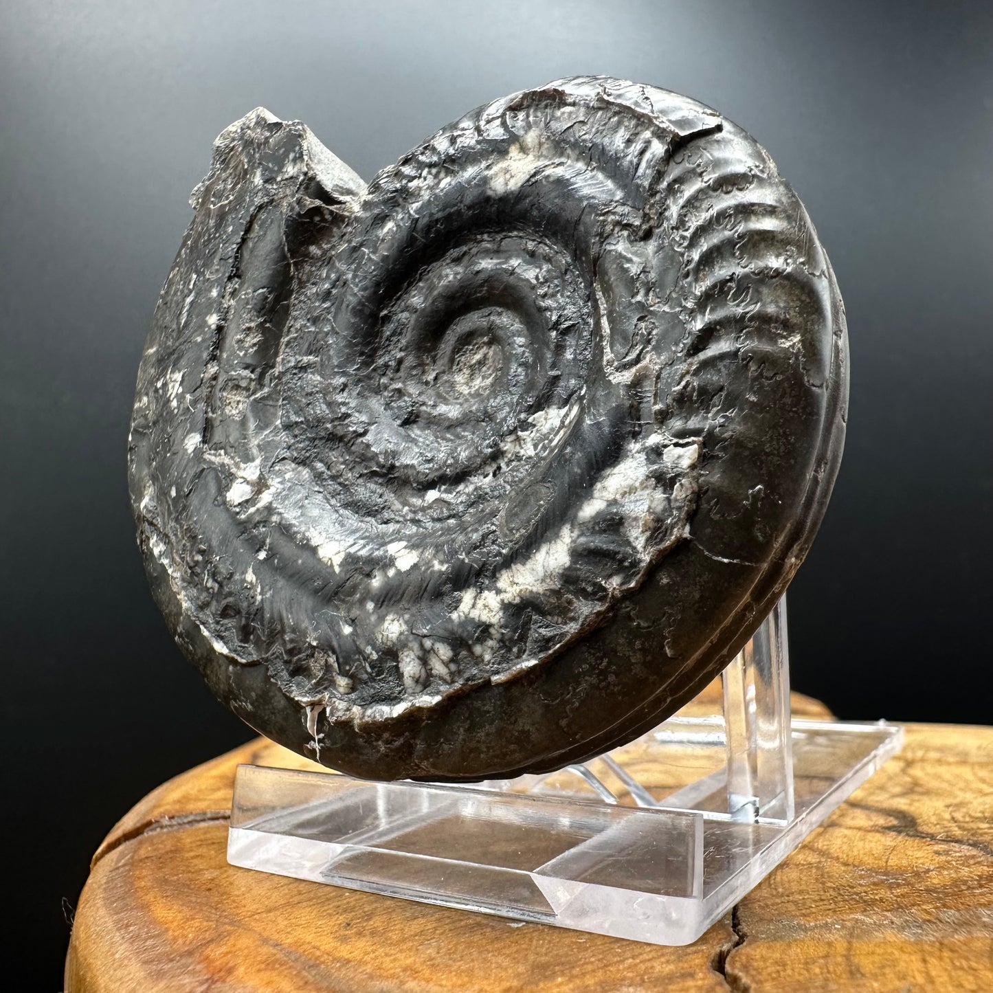 Hildoceras Bifrons Ammonite fossil with box and stand - Whitby, North Yorkshire Jurassic Coast, Yorkshire Fossils from the Jurassic Coast