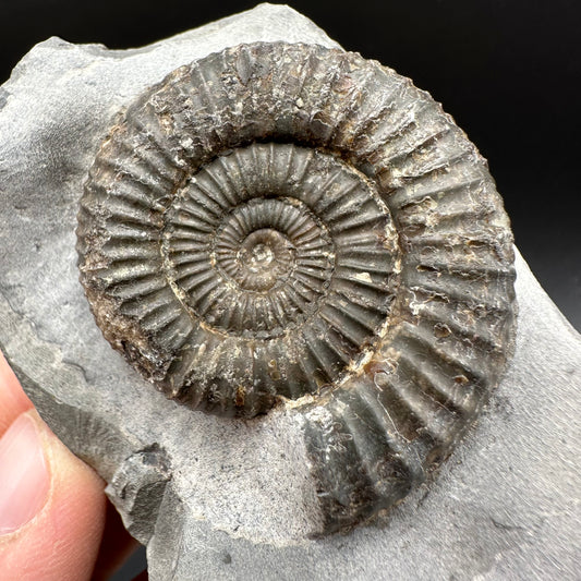 Dactylioceras Ammonite Fossil With Box And Stand - Whitby, North Yorkshire Jurassic Coast Yorkshire Fossils