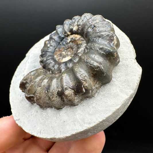 Androgynoceras maculatum ammonite fossil with box and stand - Whitby, North Yorkshire Jurassic Coast Yorkshire Fossils
