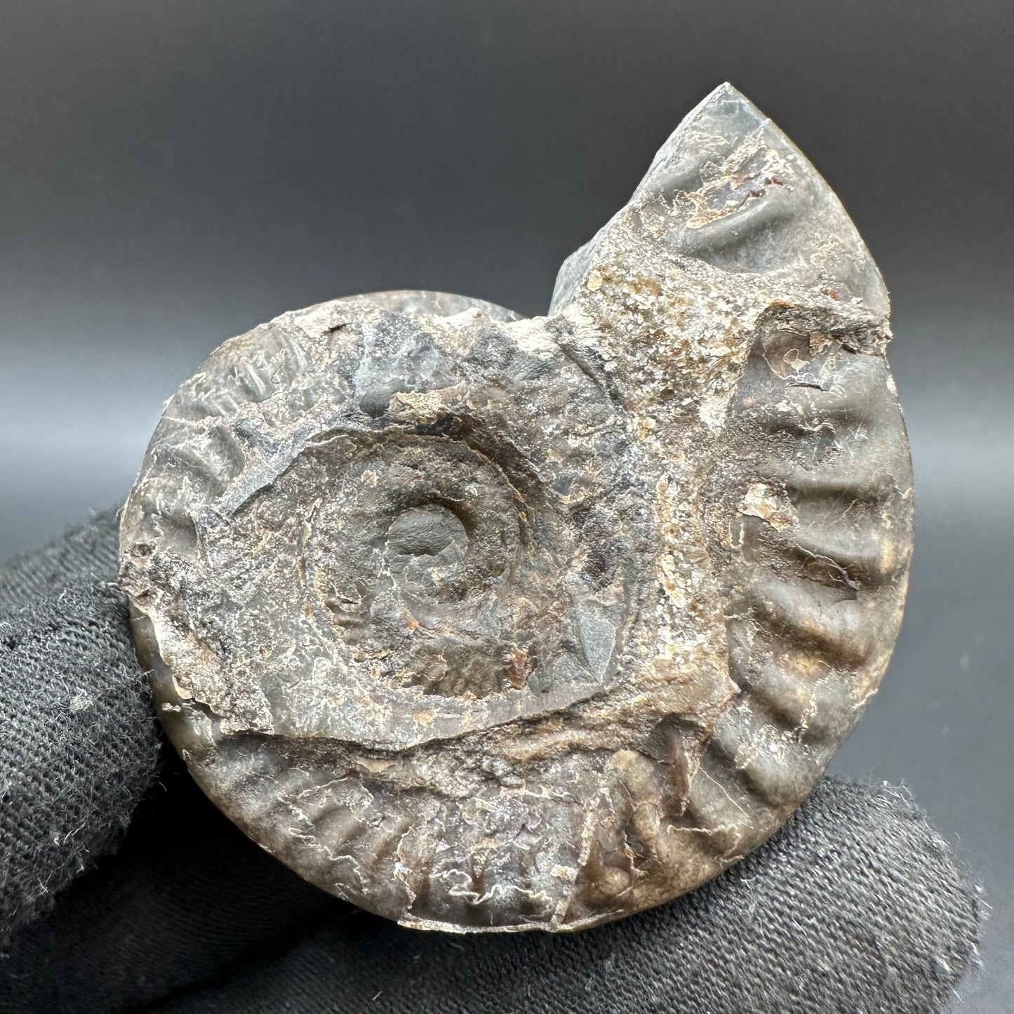 Hildoceras lusitanicum Ammonite fossil with box and stand - Whitby, North Yorkshire, Jurassic Coast, Yorkshire Fossils from the Jurassic Coast