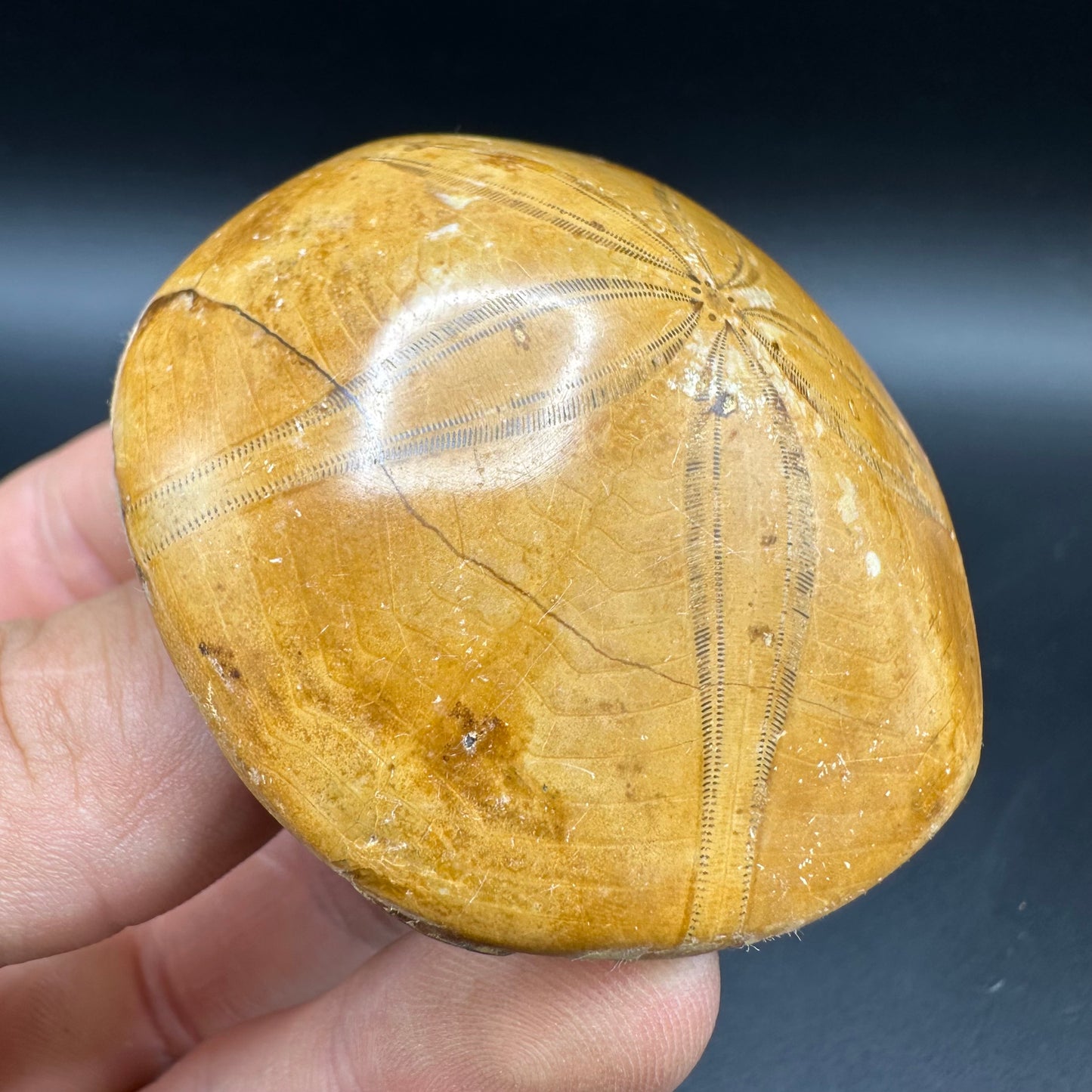 Holectypus Sea Urchin Fossil With Box And Stand - Middle Jurassic Madagascar