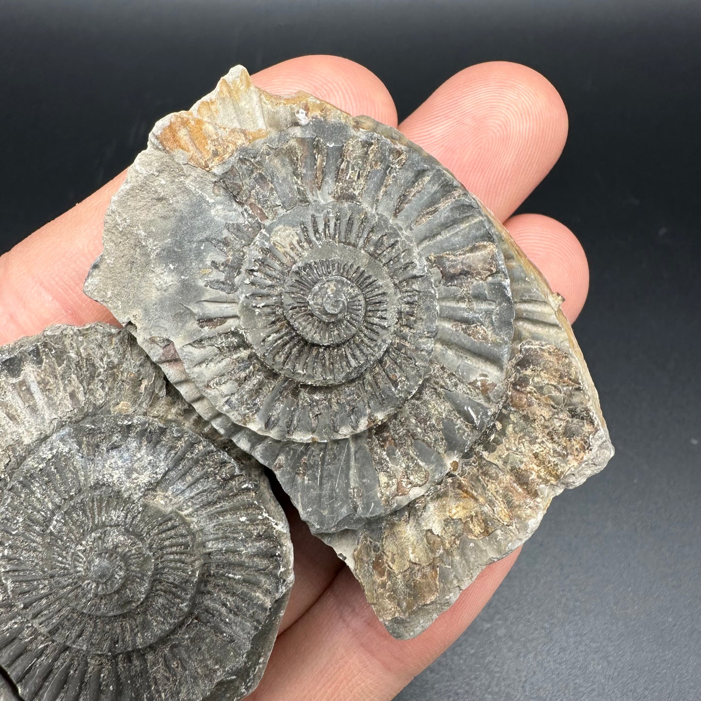 Dactylioceras imprint (negative) bundle ammonite shell fossil with box - Whitby, North Yorkshire, Yorkshire Fossils