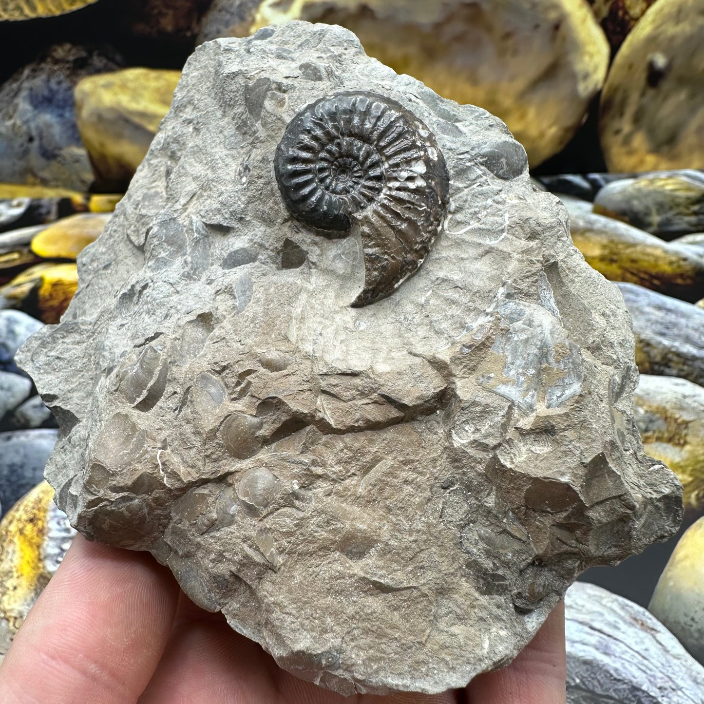 Amaltheus subnodosus ammonite fossil - Whitby, North Yorkshire Jurassic Coast Yorkshire Fossils