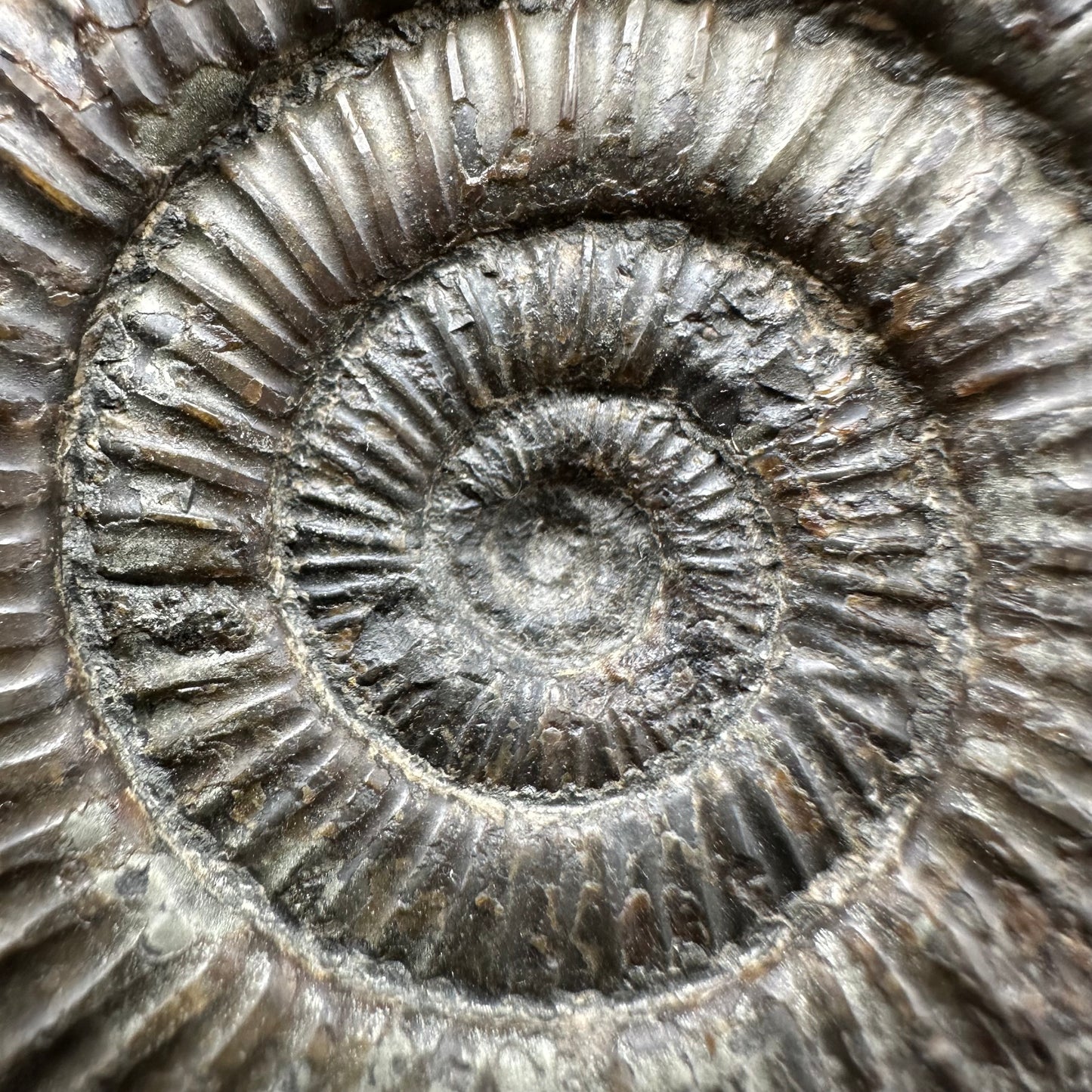 Dactylioceras Ammonite Fossil With Box And Stand - Whitby, North Yorkshire Jurassic Coast Yorkshire Fossils