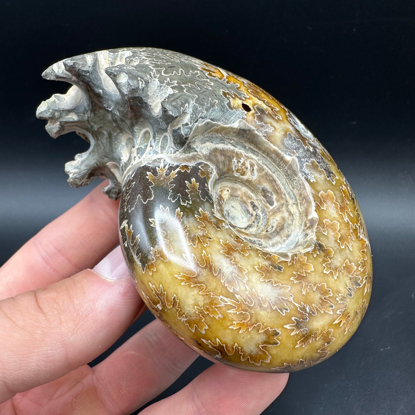 Puzosia Ammonite Fossil With Box And Stand - Cretaceous Ammonite Madagascar