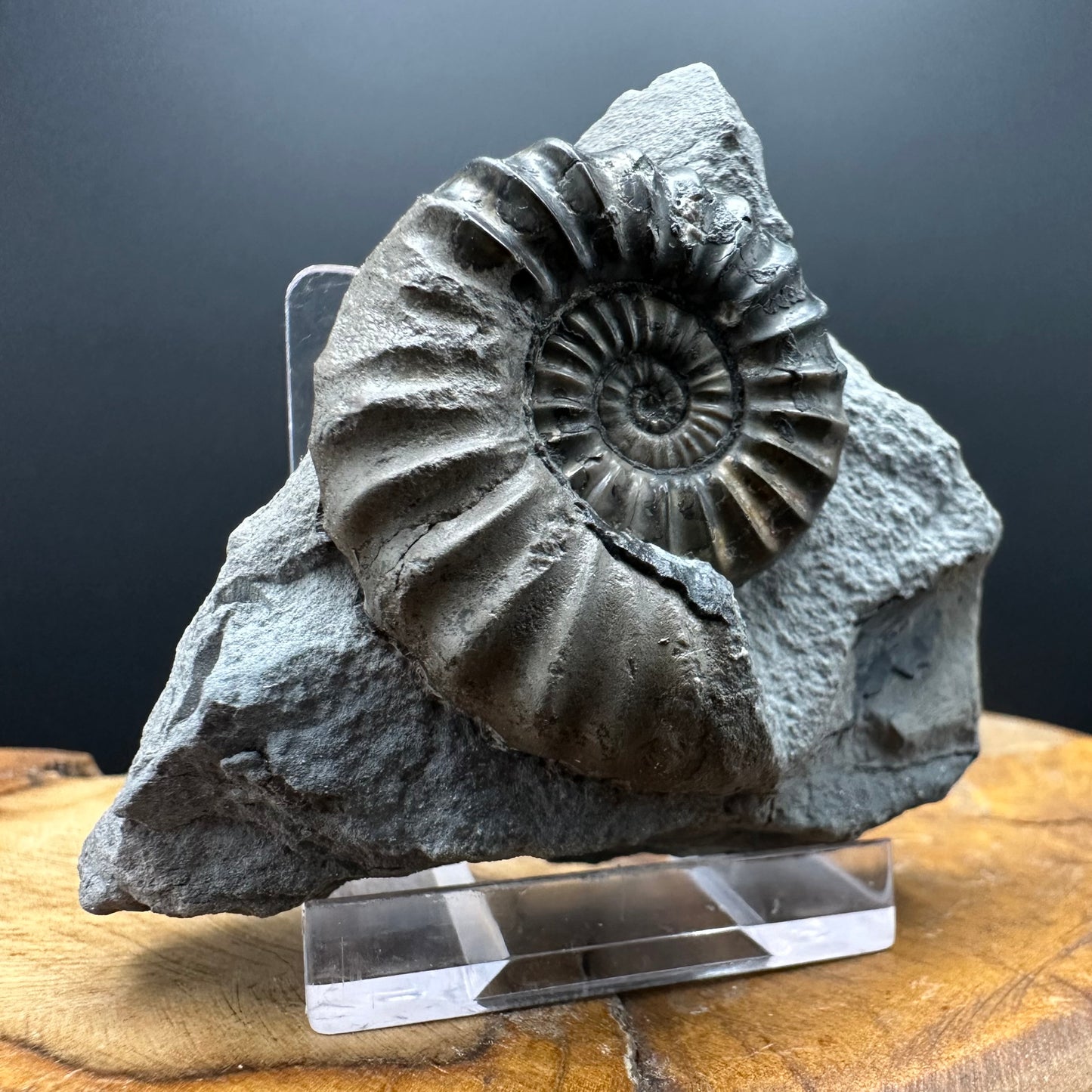 Aegasteroceras sagittarium ammonite fossil with box and stand - Whitby, North Yorkshire Jurassic Coast Yorkshire Fossils