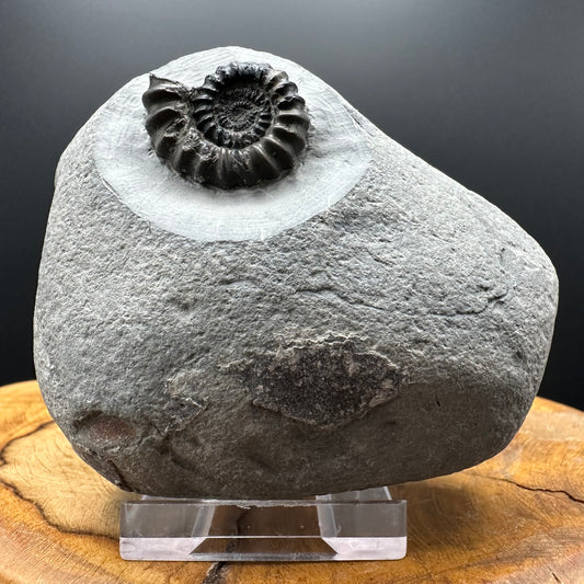 Gagaticeras Ammonite fossil with box and stand - Whitby, North Yorkshire Jurassic Coast Yorkshire Fossils
